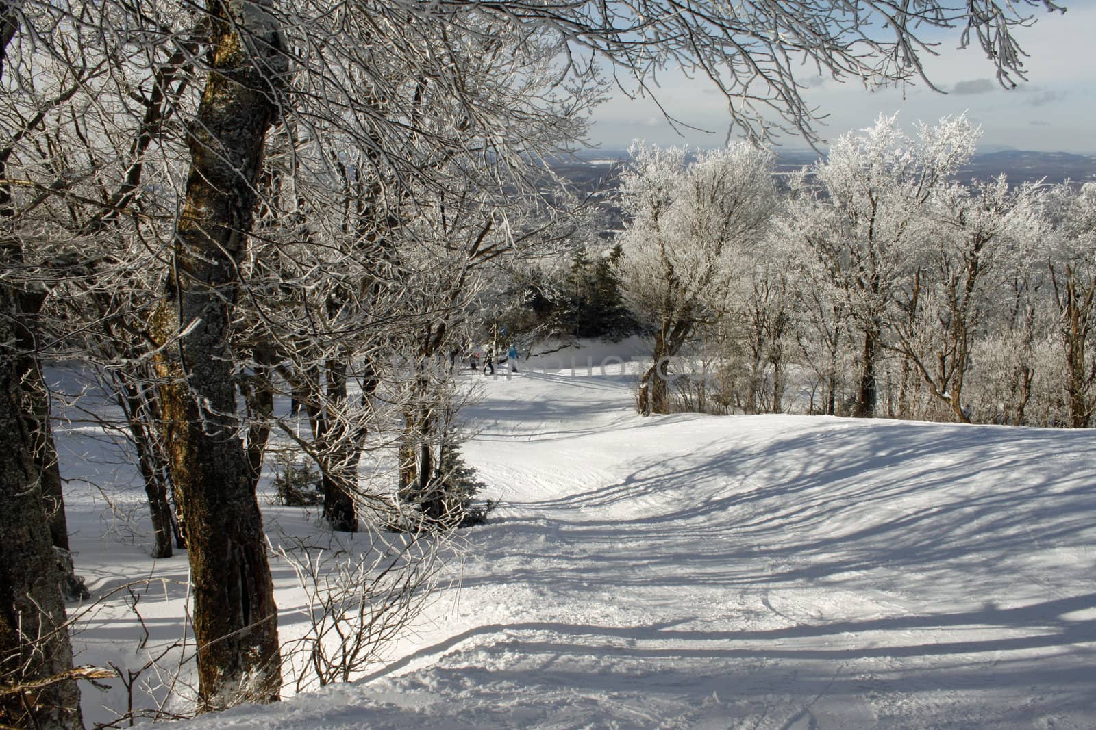 Calm winter ski slope with snow ladden tree tops
