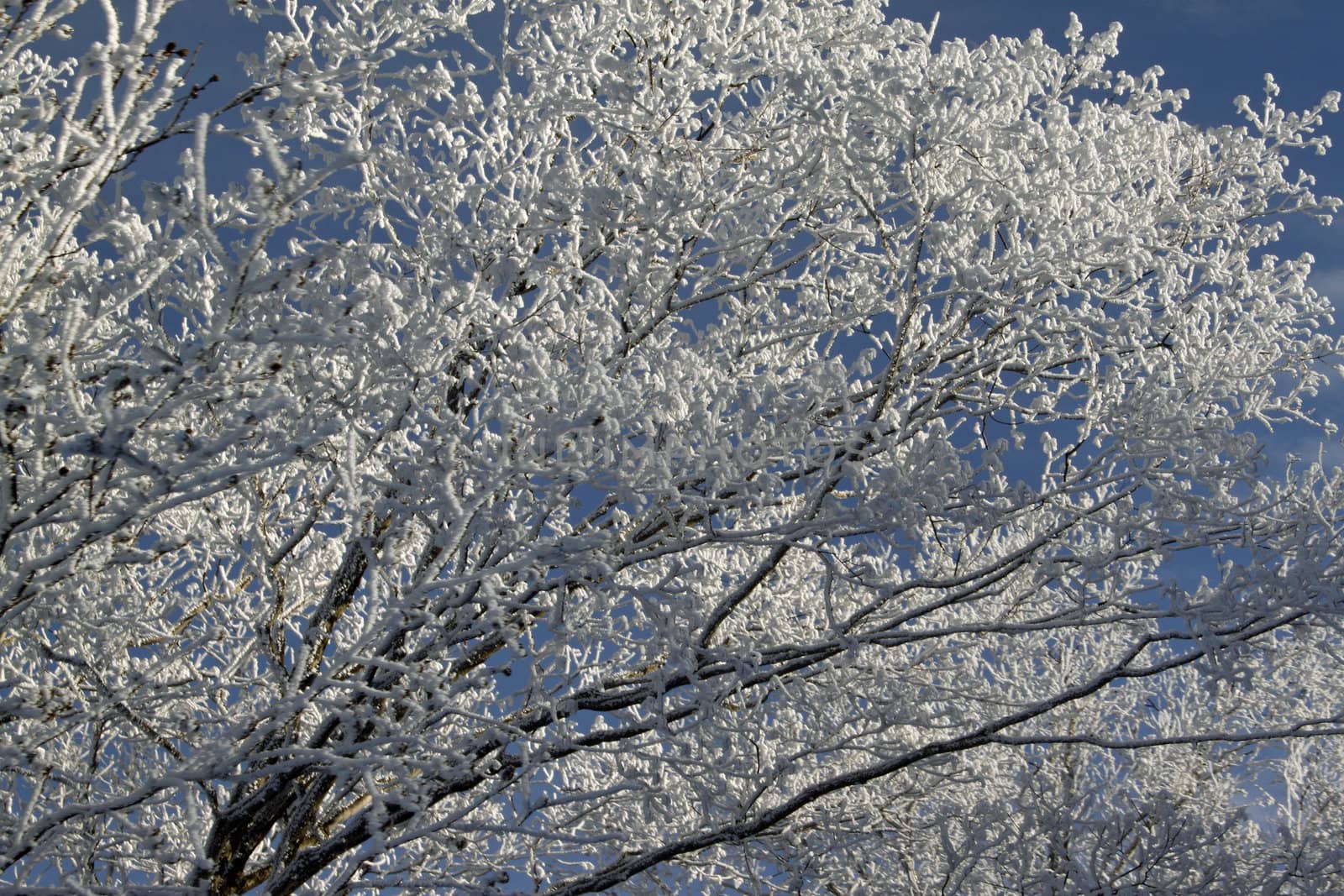 Snowy tree tops 9 by dbriyul