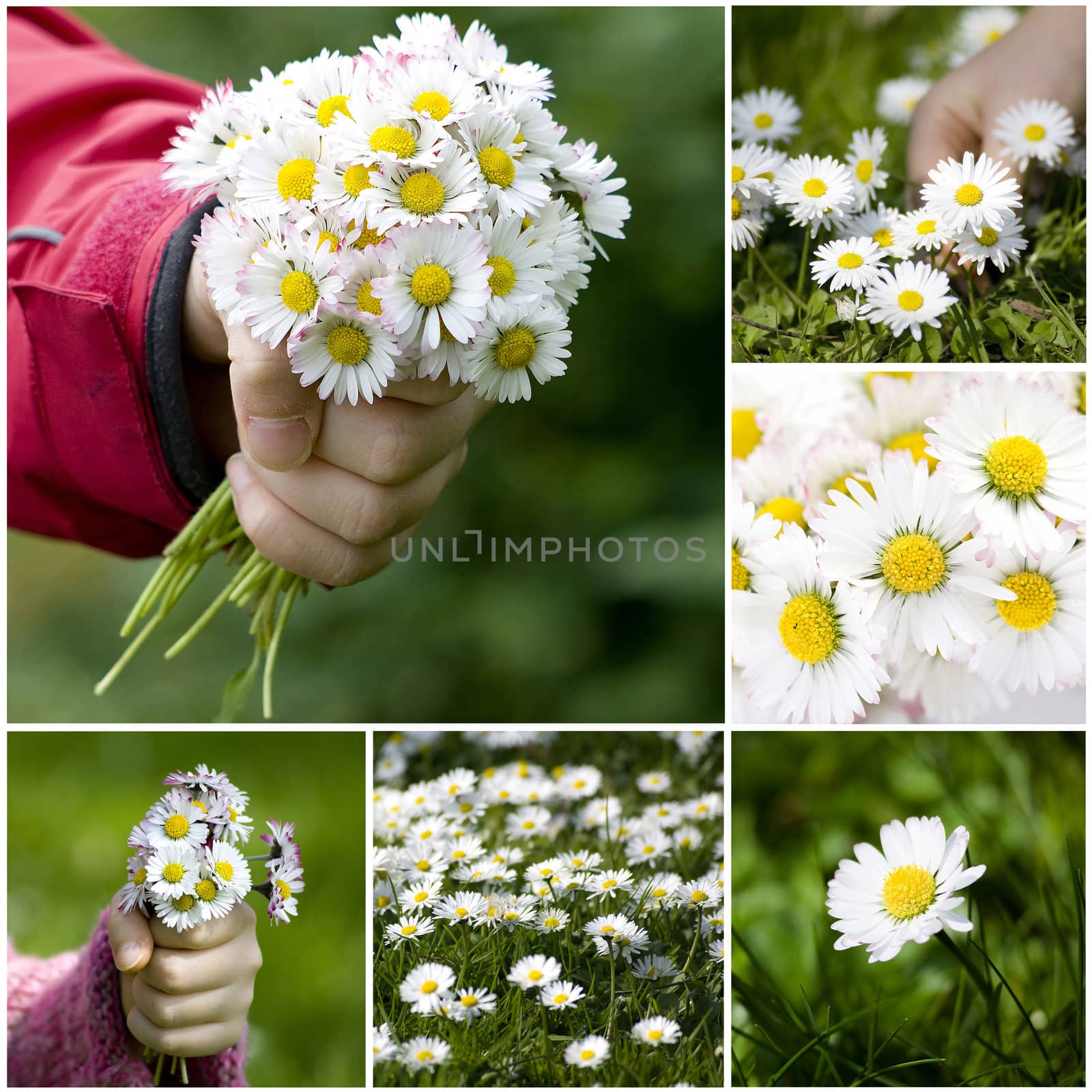 Collection of daisies - spring collage by miradrozdowski