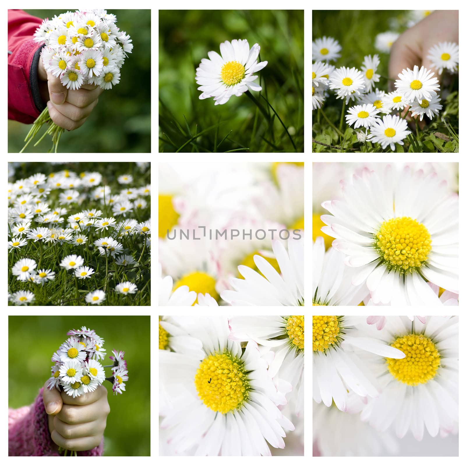 Collection of daisies - spring collage by miradrozdowski