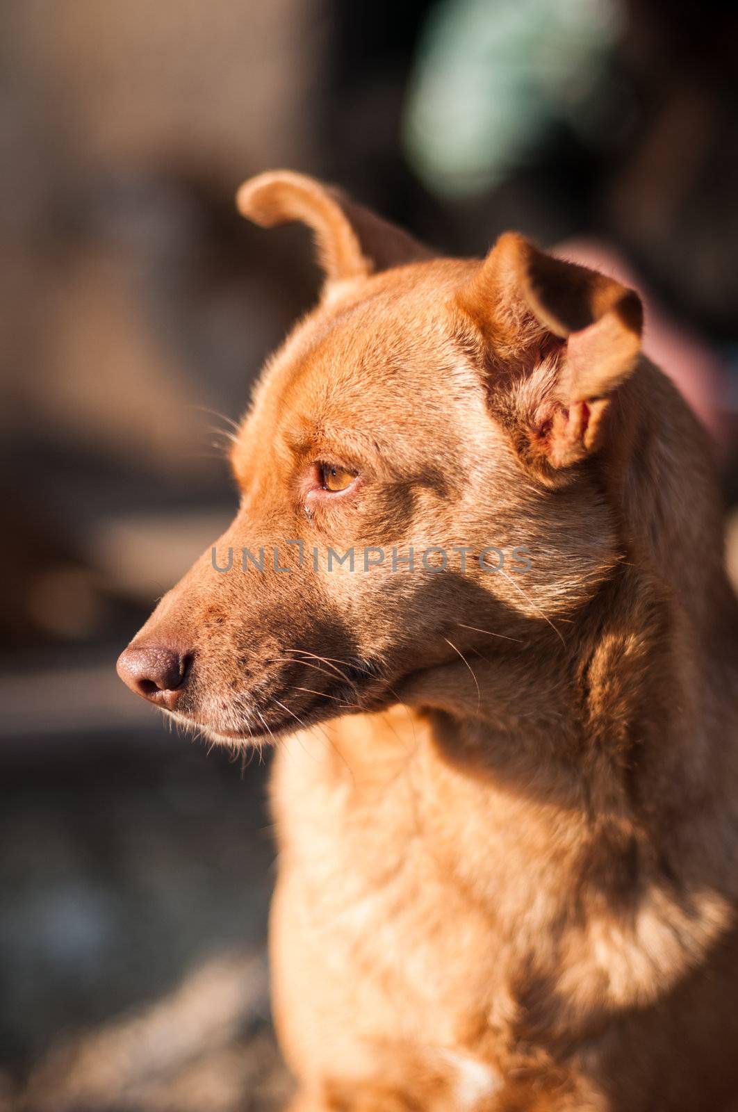 Portrait of a red mongrel dog outdoors