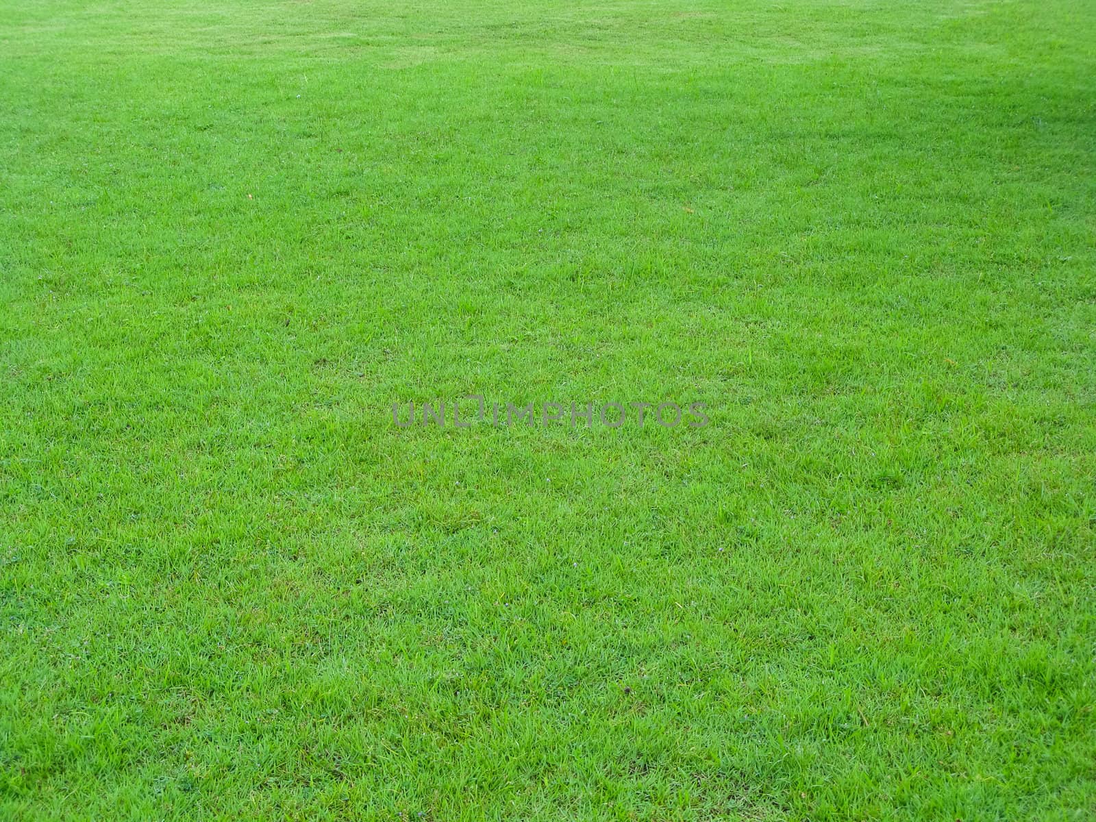 Natural green fresh grass field