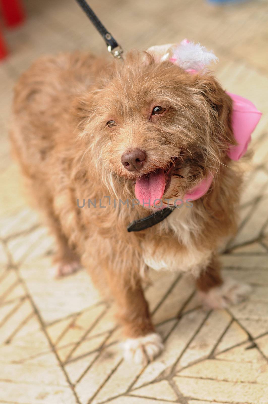 Portrait of a brown mongrel dog outdoors