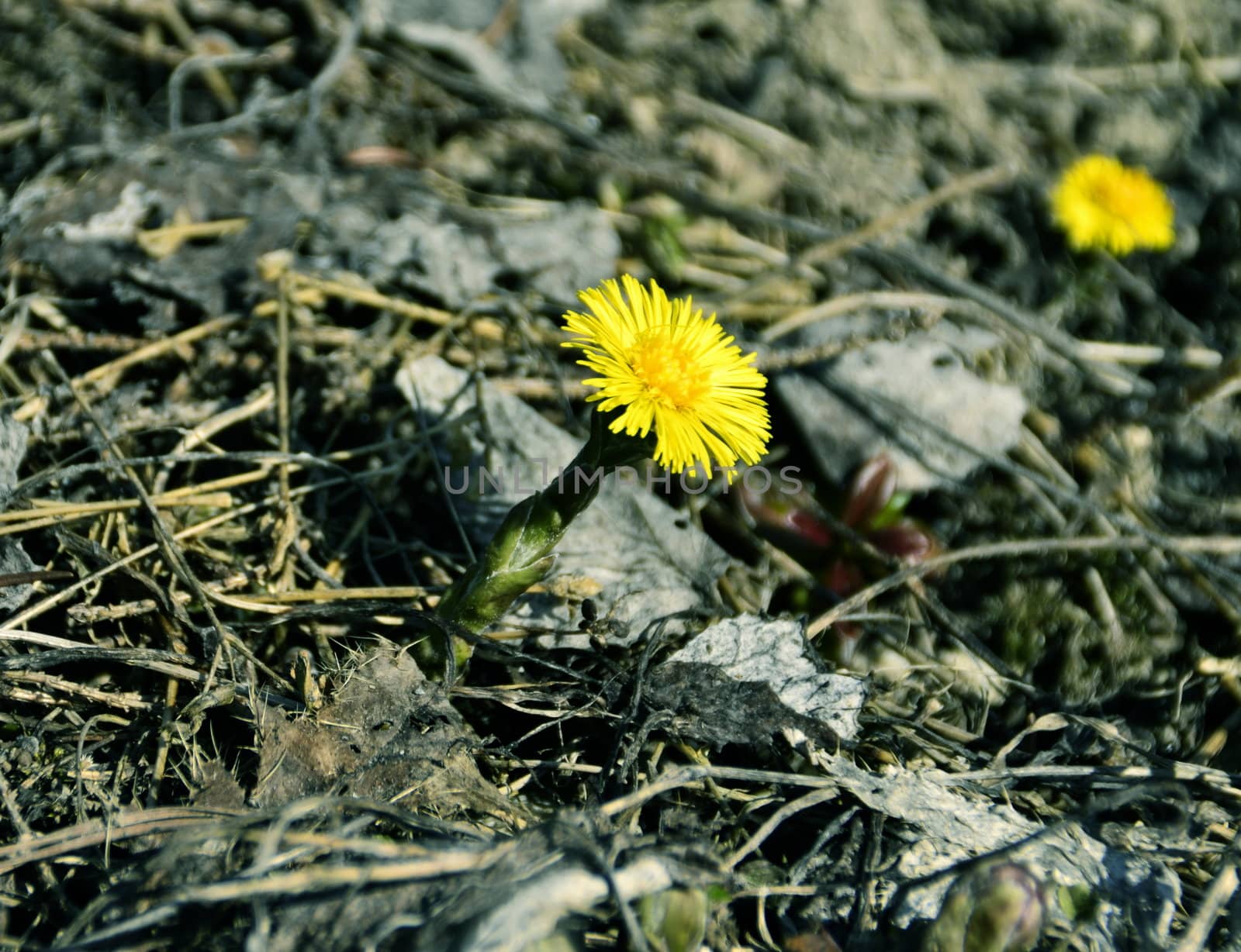 coltsfoot by Ahojdoma