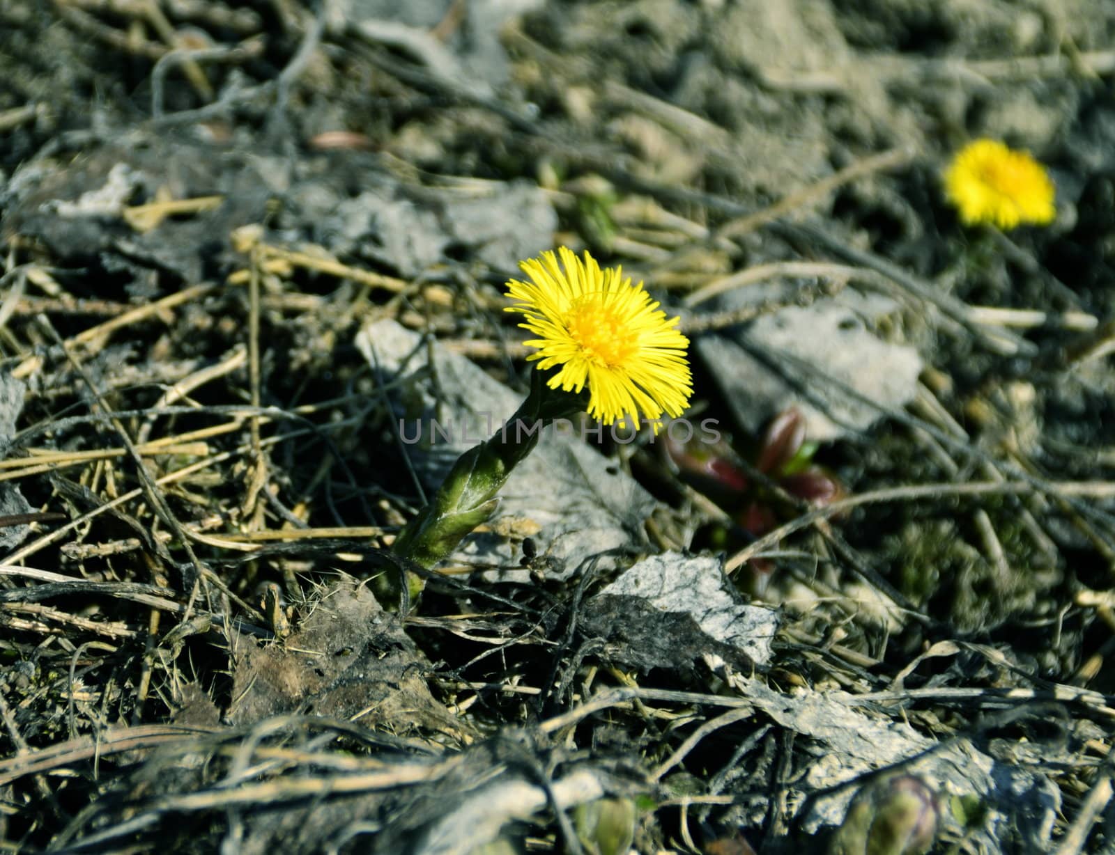 background with yellow Coltsfoot Flowers Do herald the arrival of spring medical