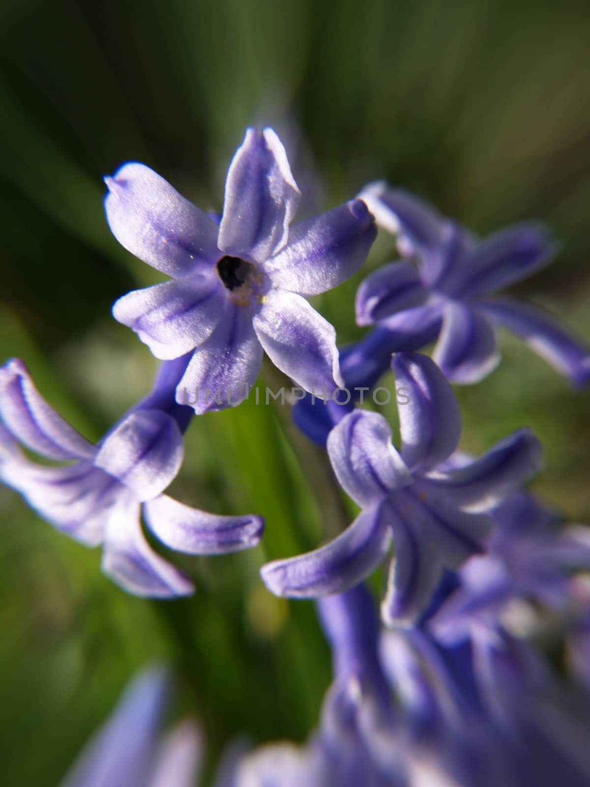 Purple flower by anderm