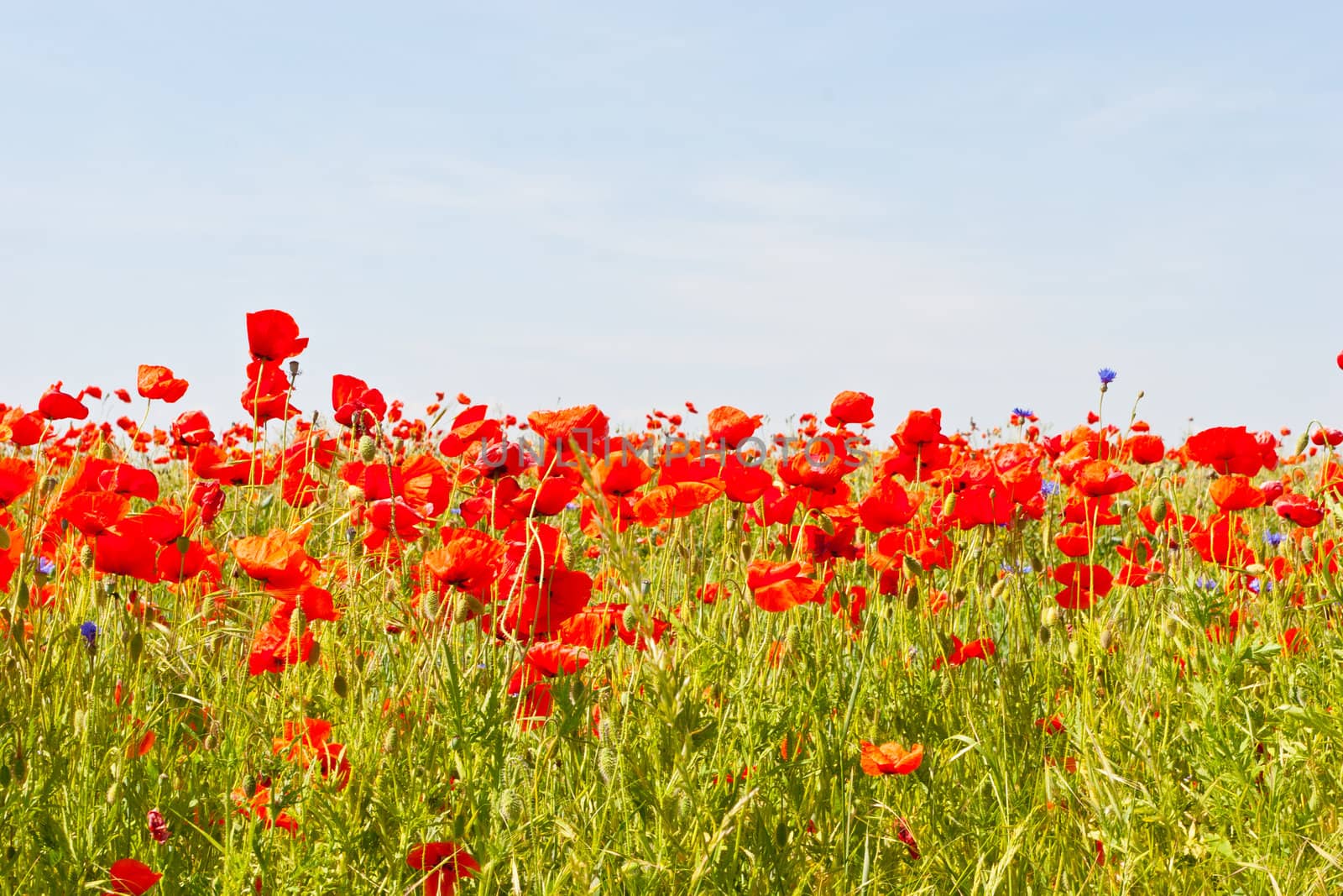 A poppy is any of a number of colorful flowers, typically with one per stem, belonging to the poppy family.