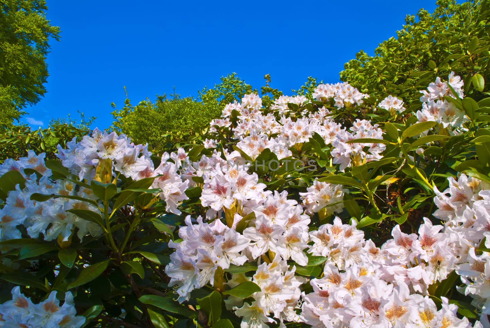 Rhododendron on the Red Mansion by steirus