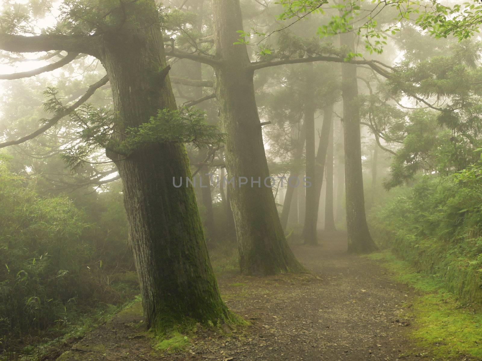 misty way in Japanese cedar forest 

