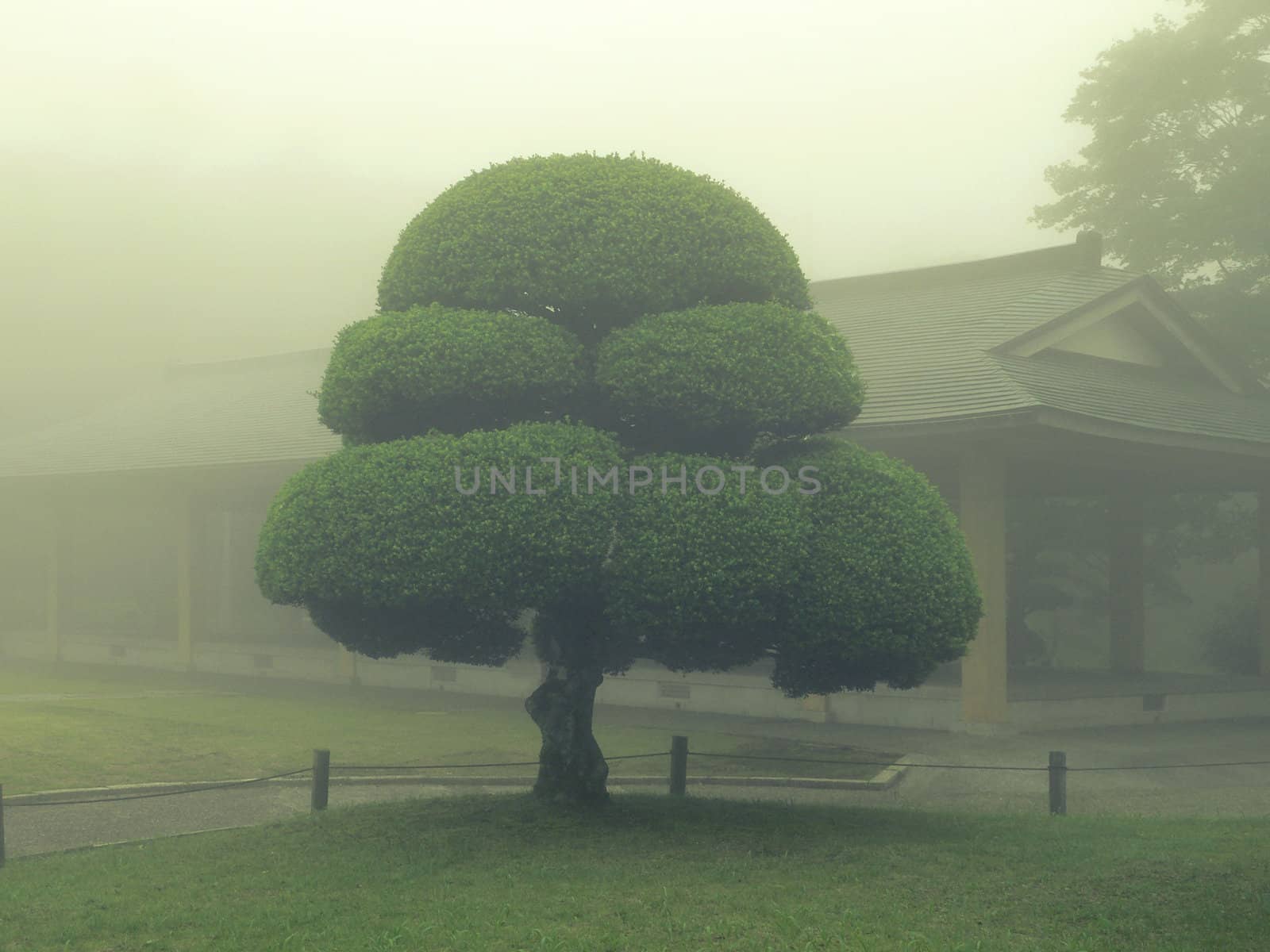 scenic tree in Japanese misty park