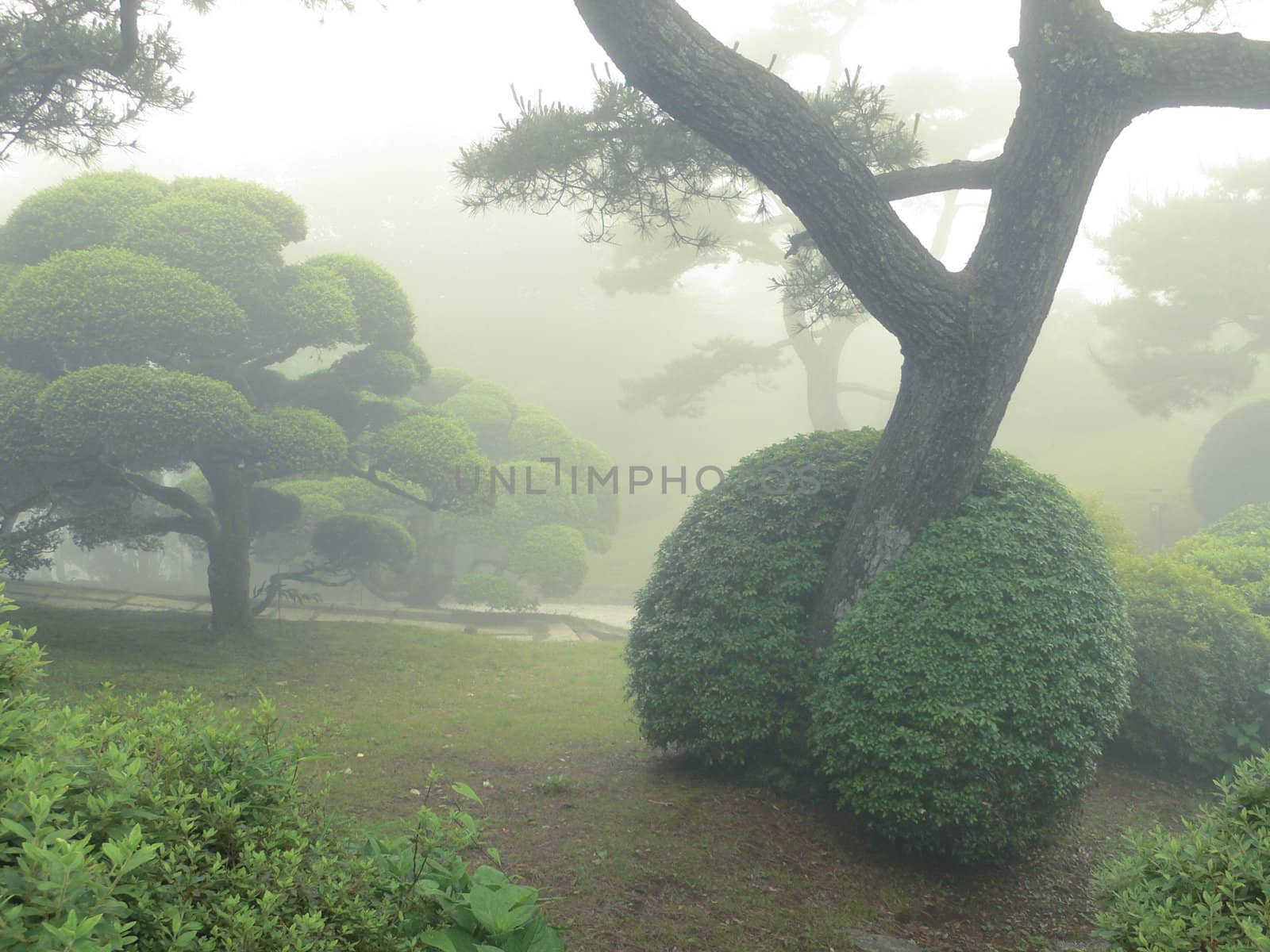 beautiful misty japanese park in summer time