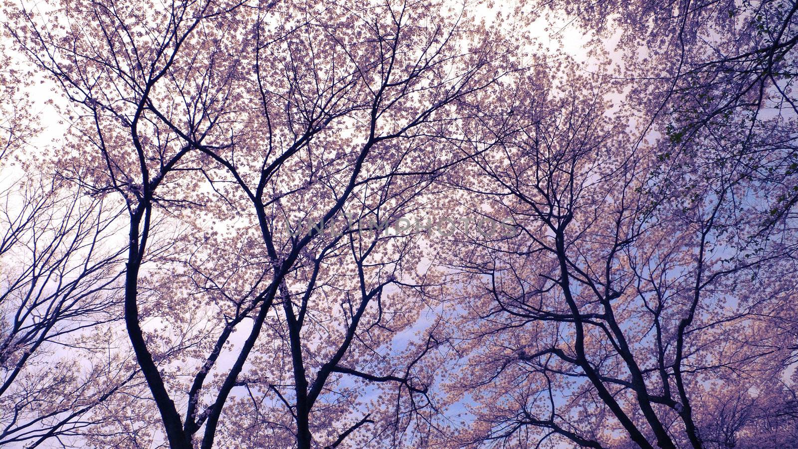 blossom cherries by yuriz
