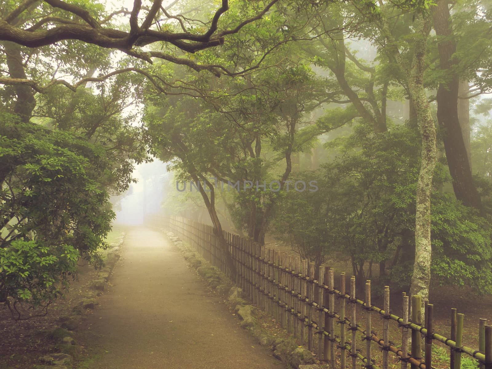 misty pathway by yuriz