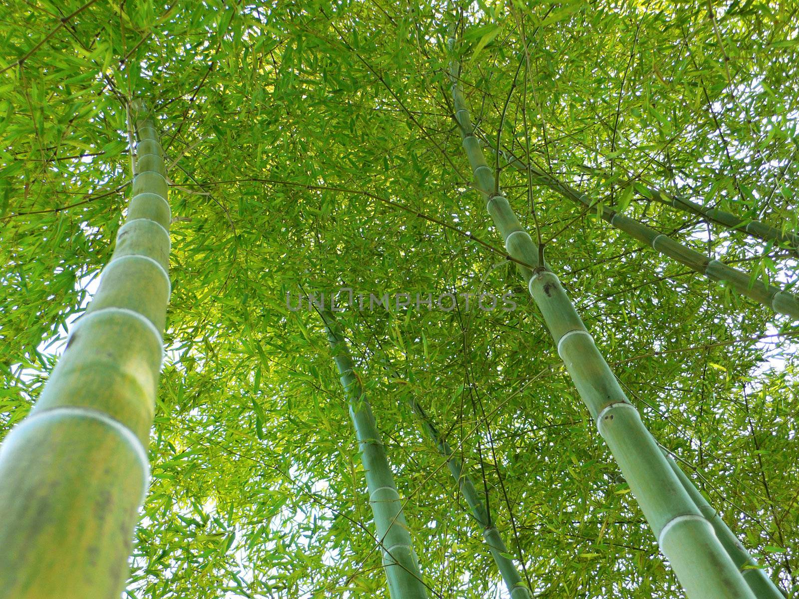green bamboo trees grow up to blue sky