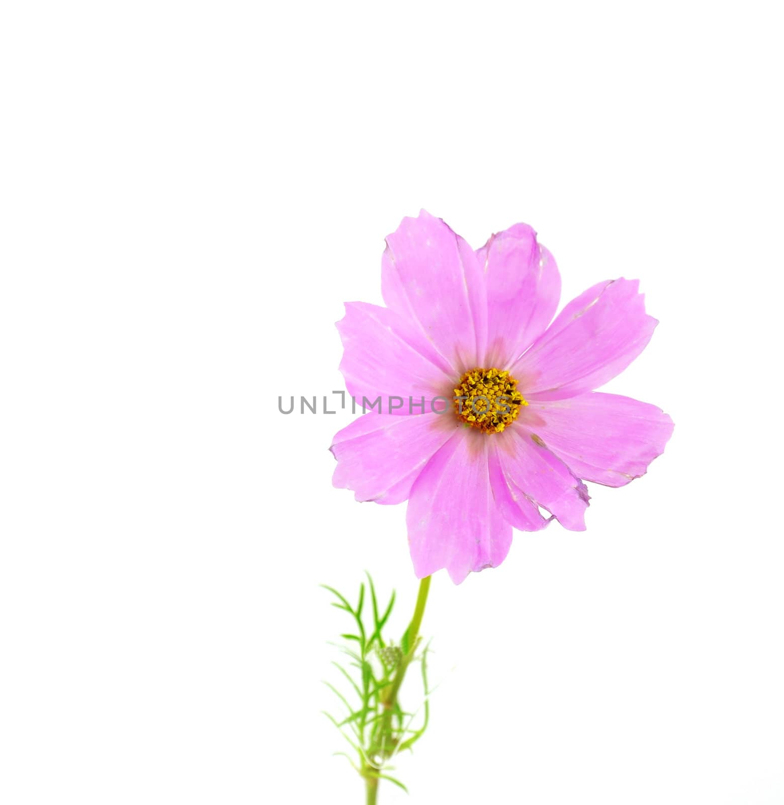 Single pink daisy over white