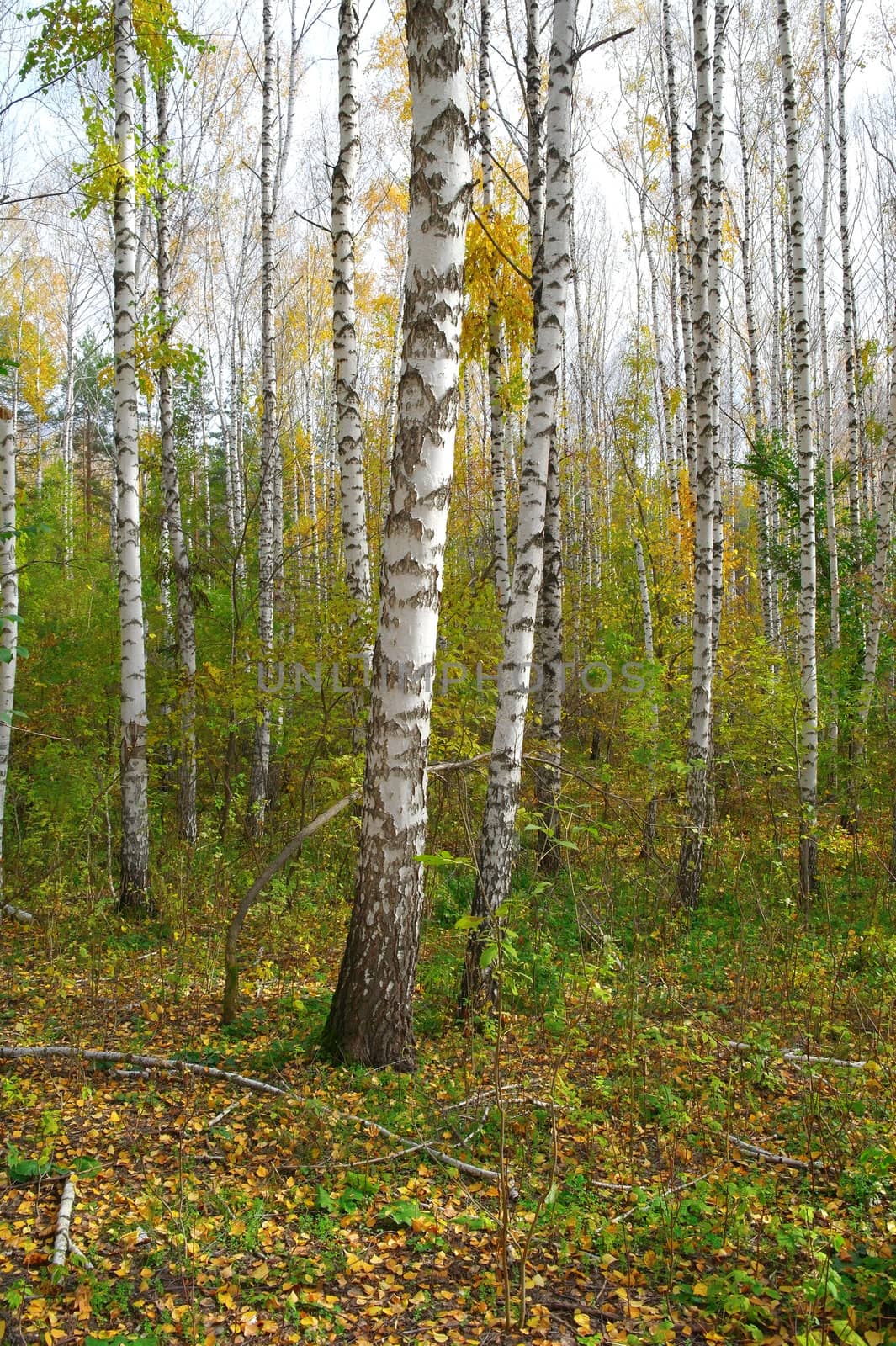 Autumn birch grove by sergpet
