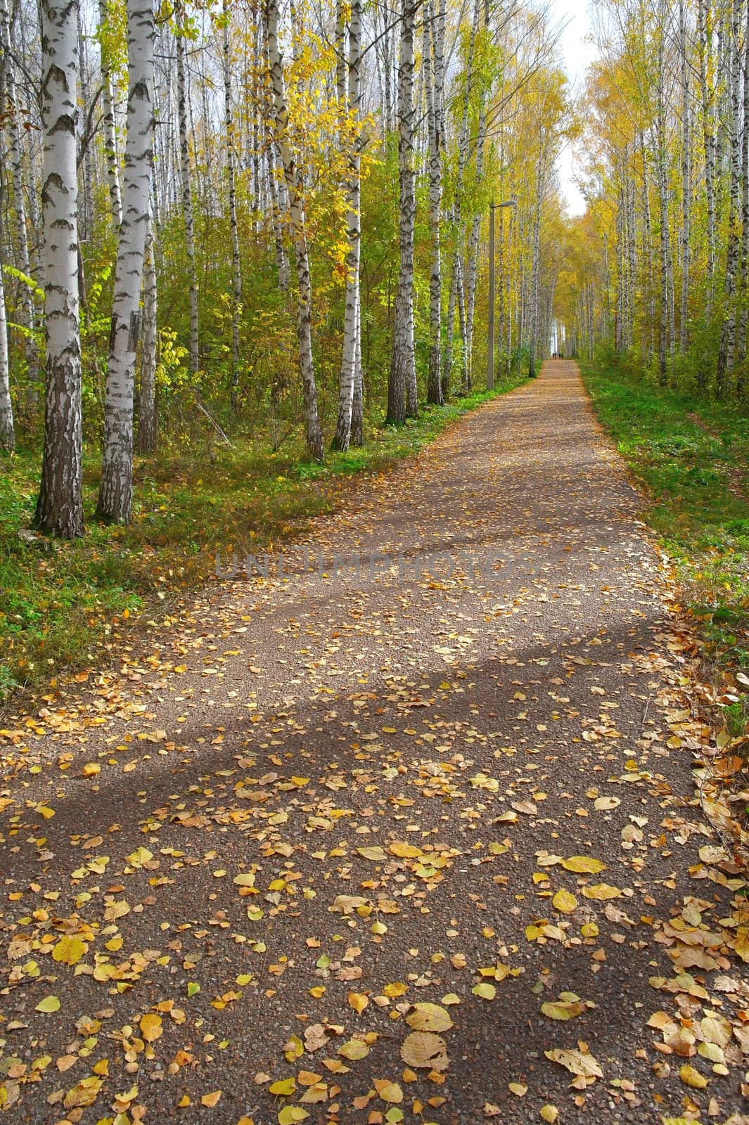 Path in autumn birch grove by sergpet