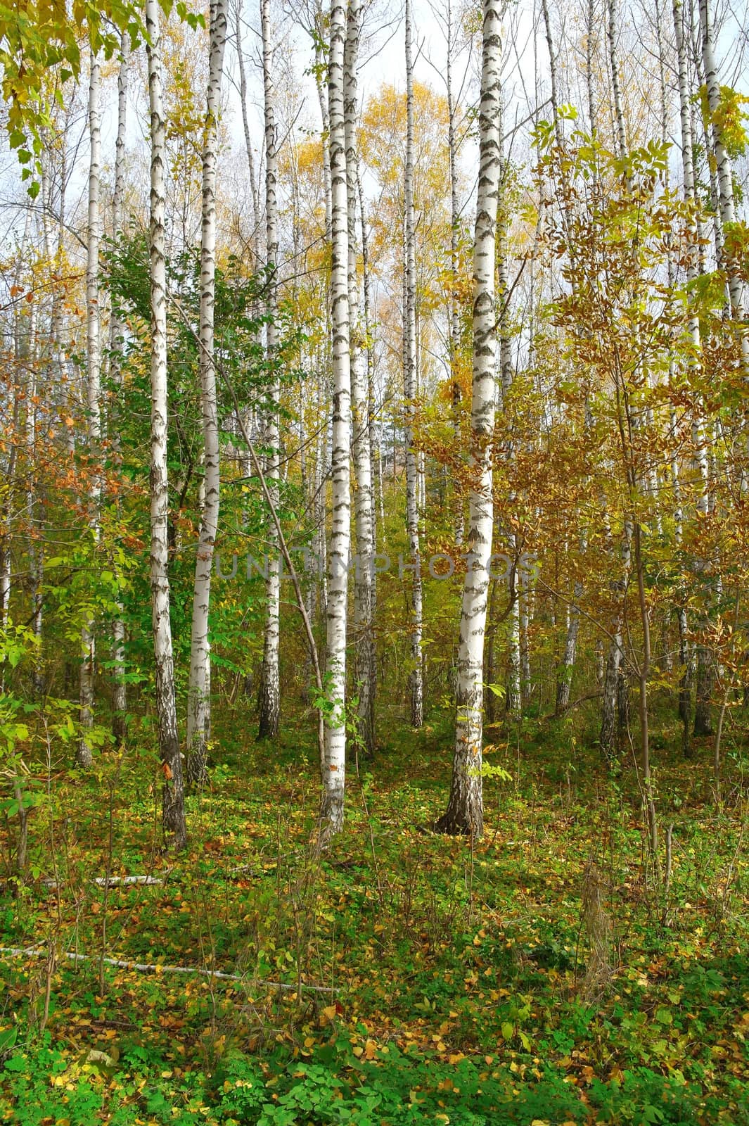 In autumn birch grove by sergpet