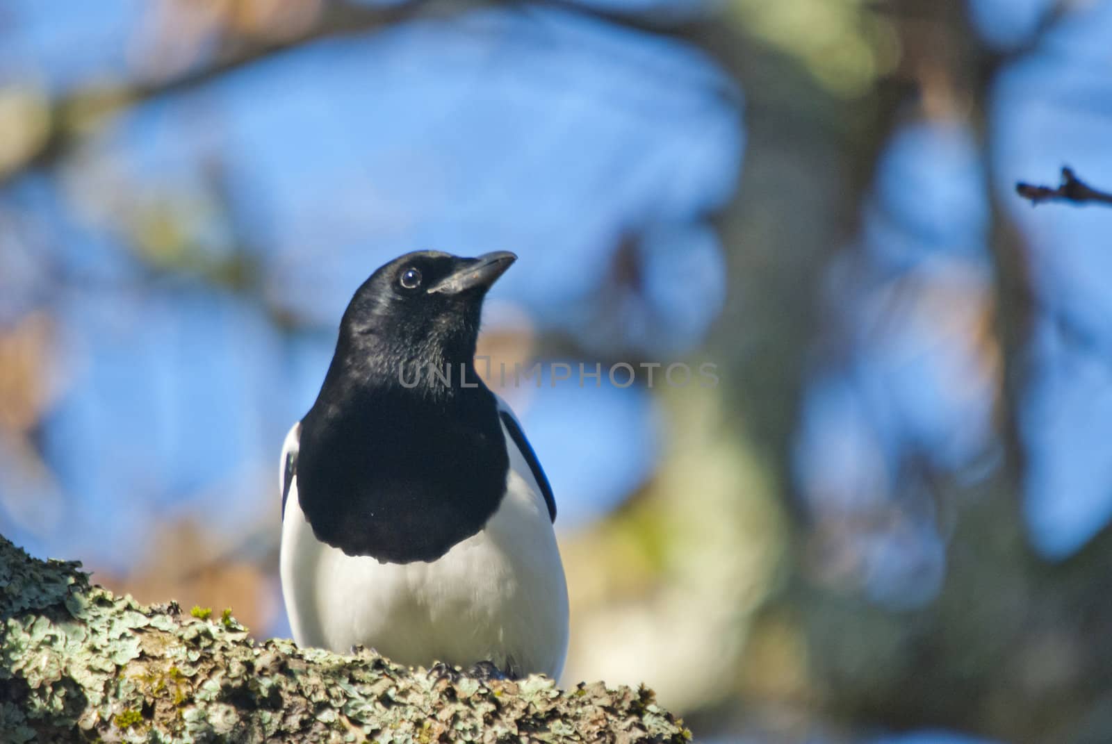the eurasian magpie is one of the most intelligent birds, and it is believed to be one of the most intelligent of all animals. picture is shot in a grove in halden.