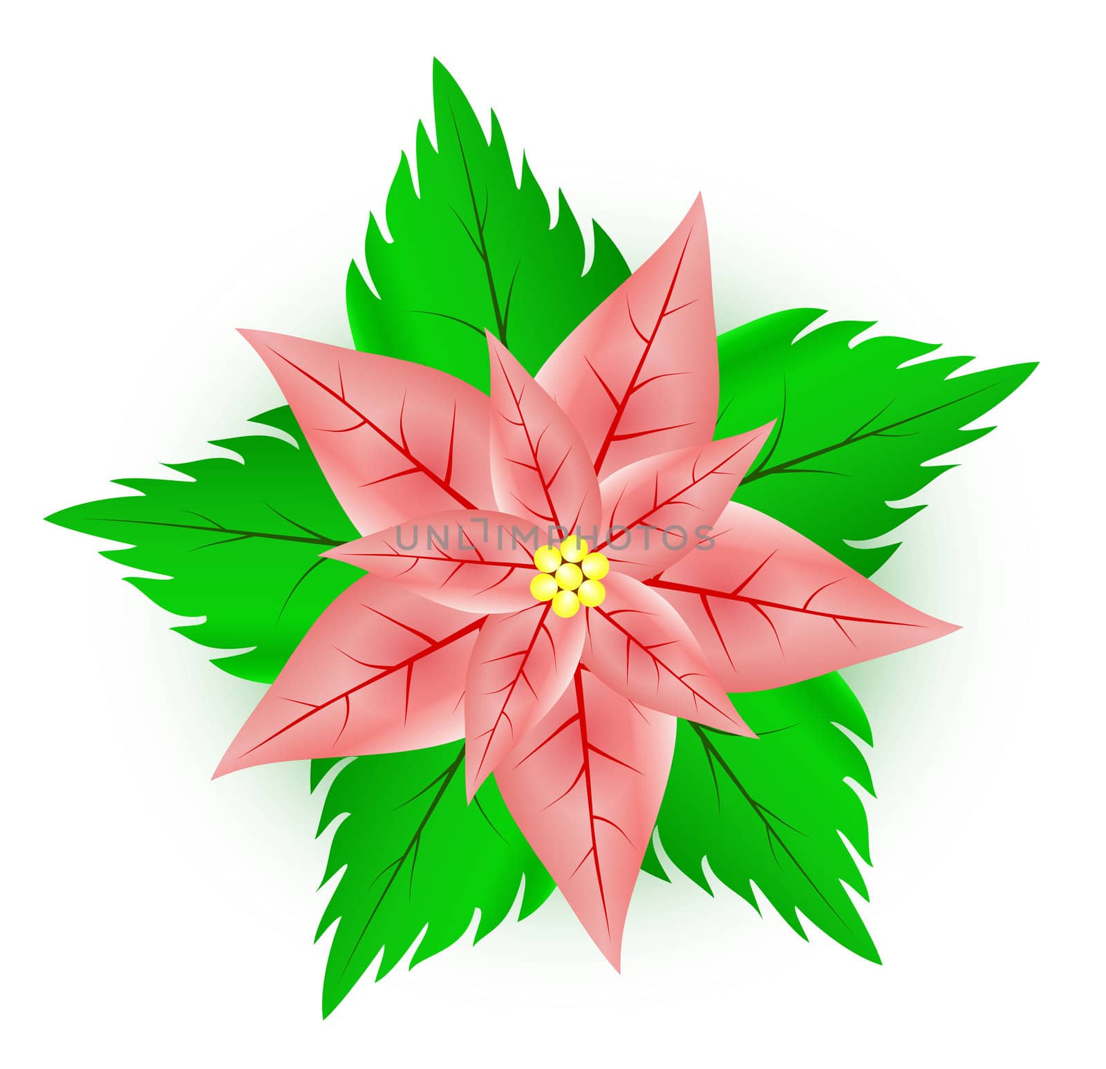 Illustration of a  poinsettia flower which is used in Christmas decoration