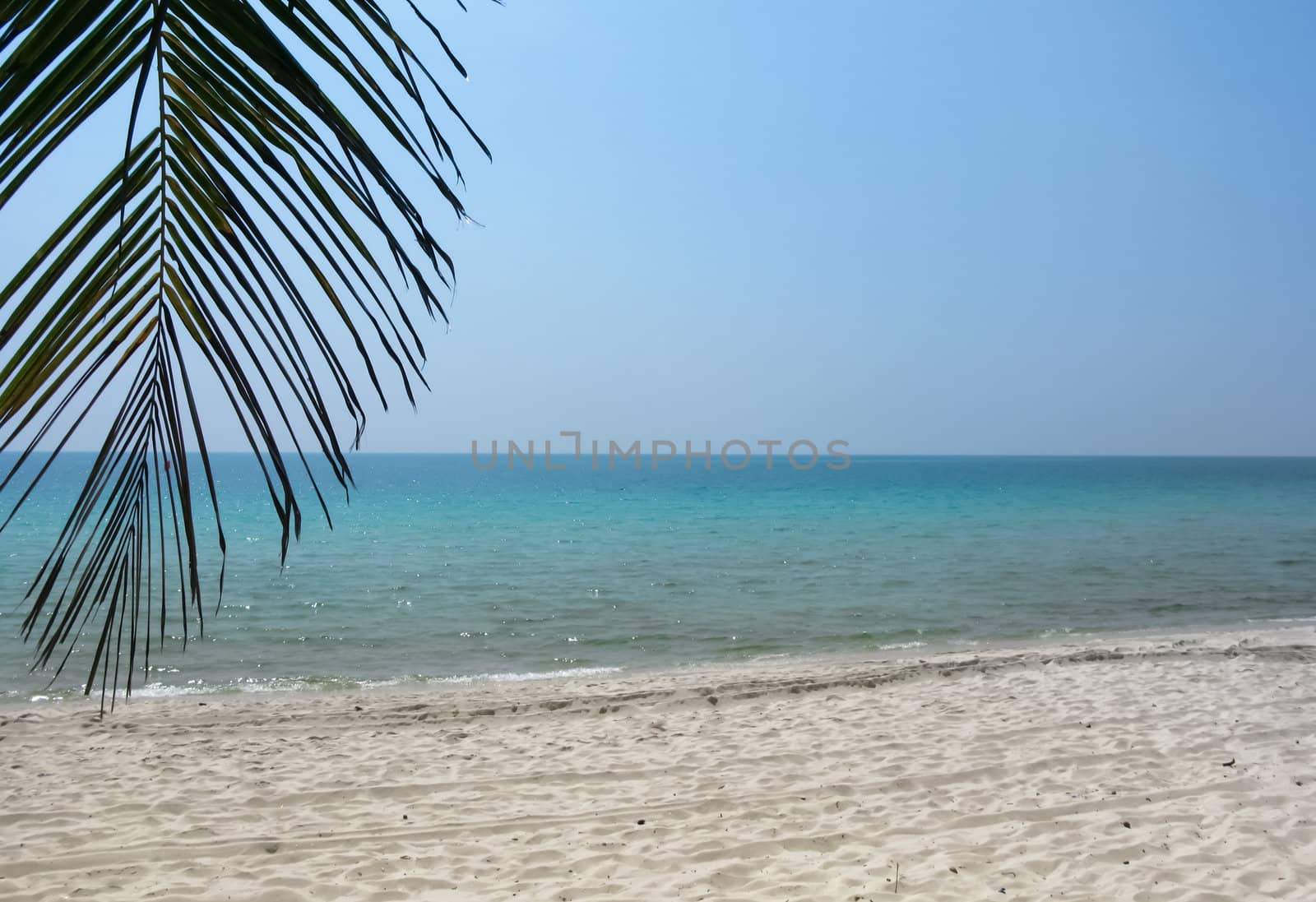 Coconut leaf on white sand beach and aqua sea by dontpoke