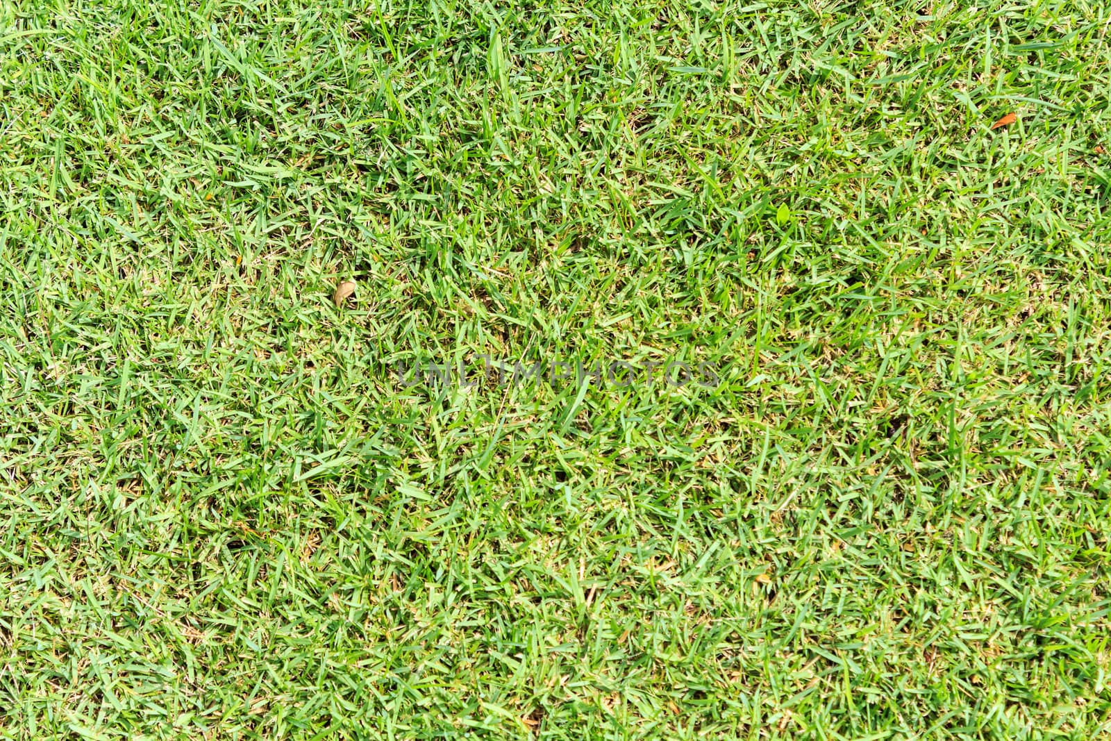 Close-up image of fresh spring green grass.