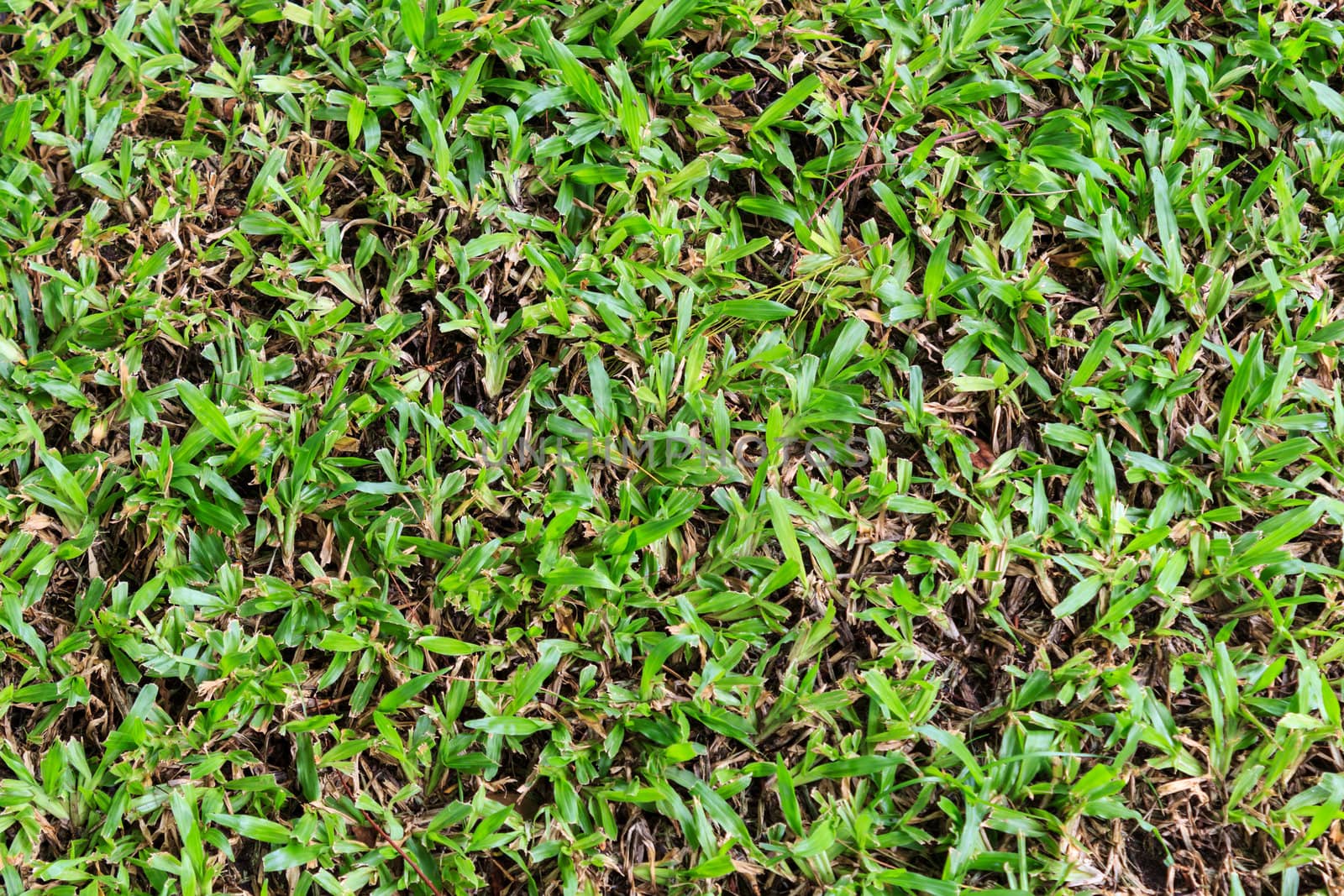 Close-up image of fresh spring green grass.