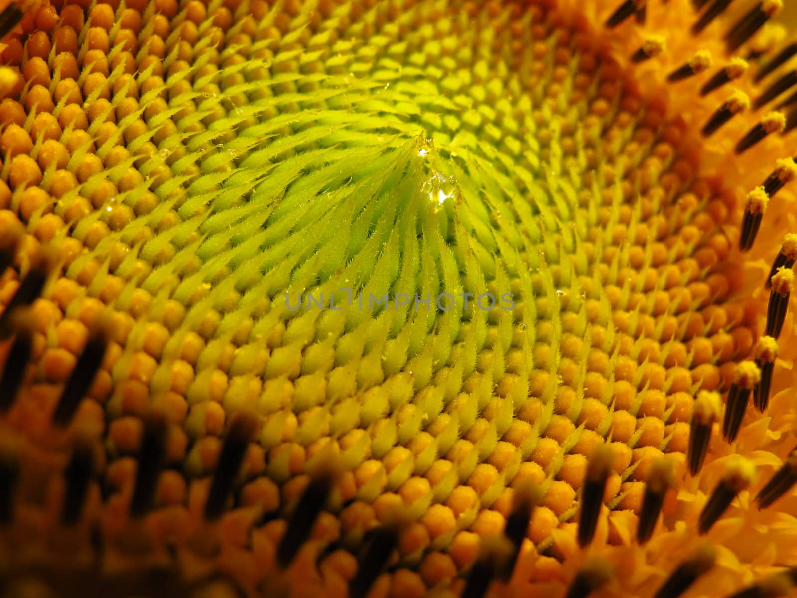 Close up sun flower