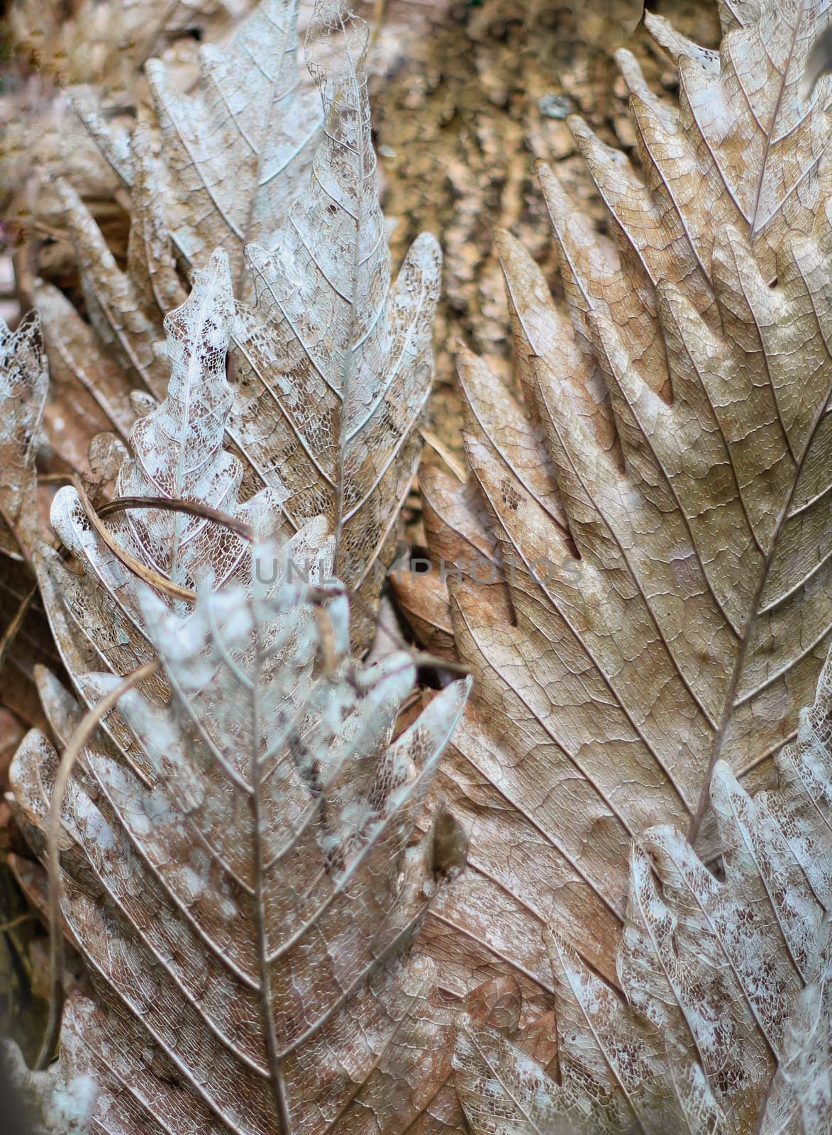 Parasite plant on tree