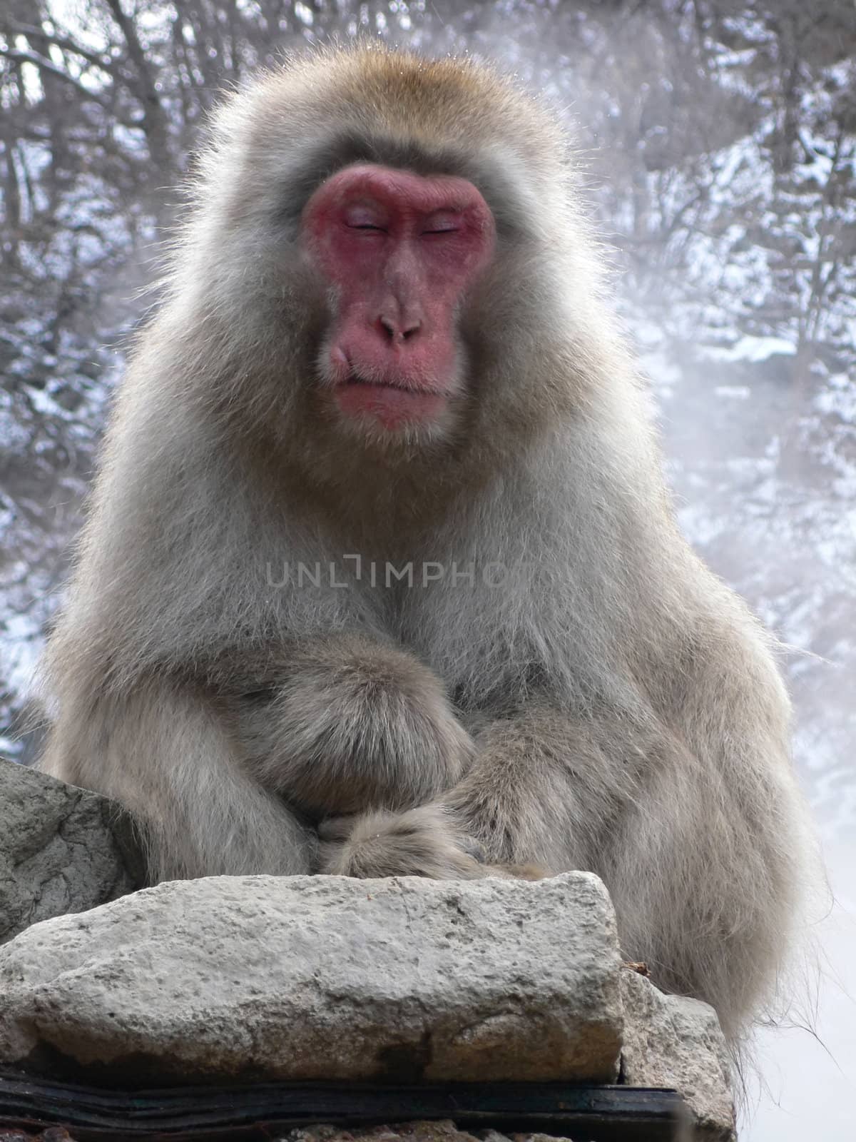 Japanese Macaque in relaxation pose near natural hot spring with closed eyes