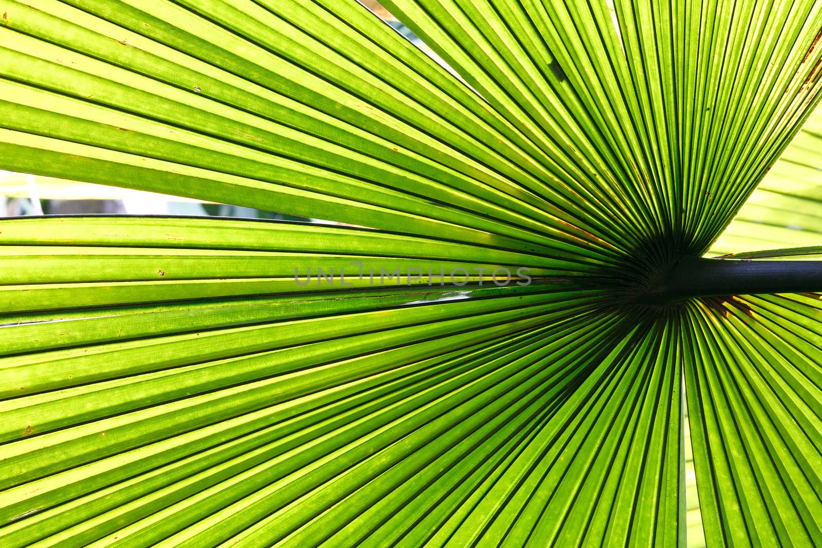 Beautiful tropical palm leaf backlit with sunlight shining through