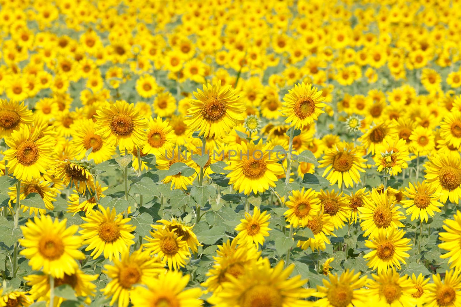 Detail of a field with many sunflowers in sunlight with shallow depth of field