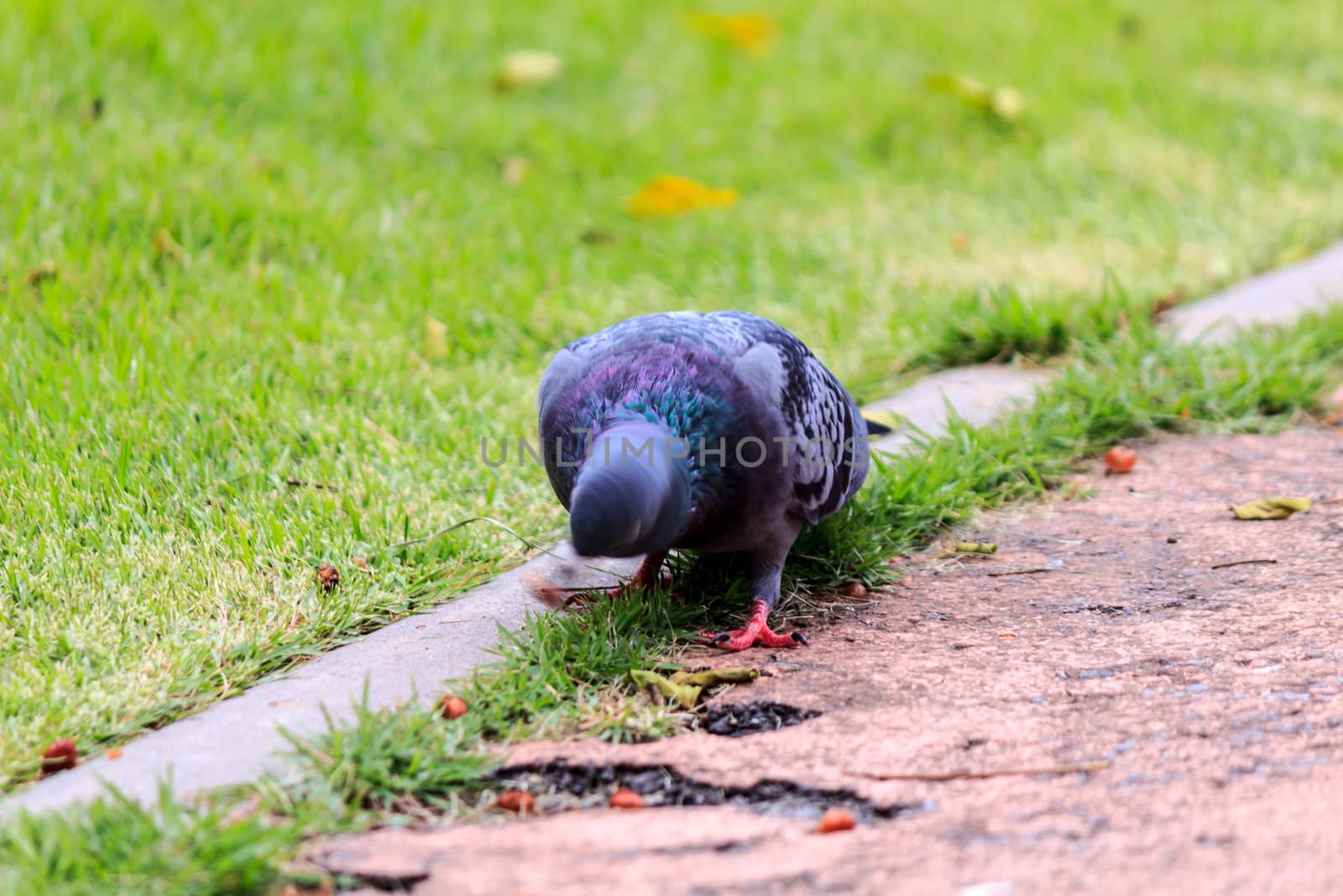 Feral or urban pigeon standing on the pathway in a public park.