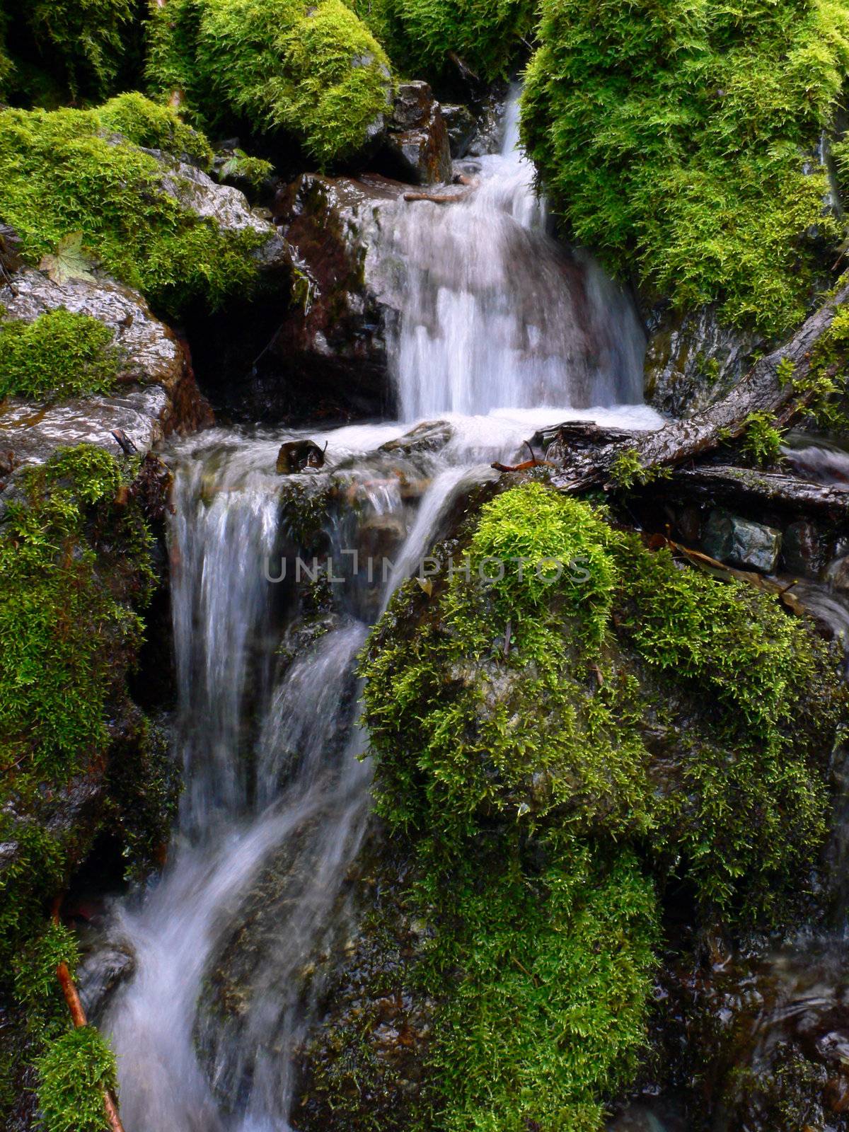 fresh and clear water cascade between green mossy stones