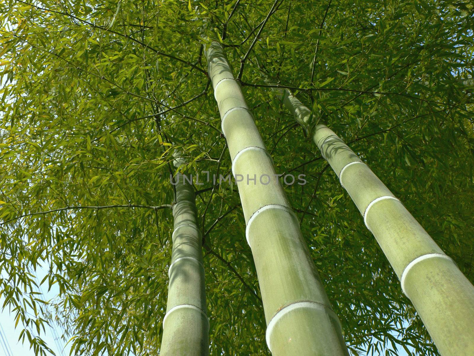 bamboo trees look up by yuriz