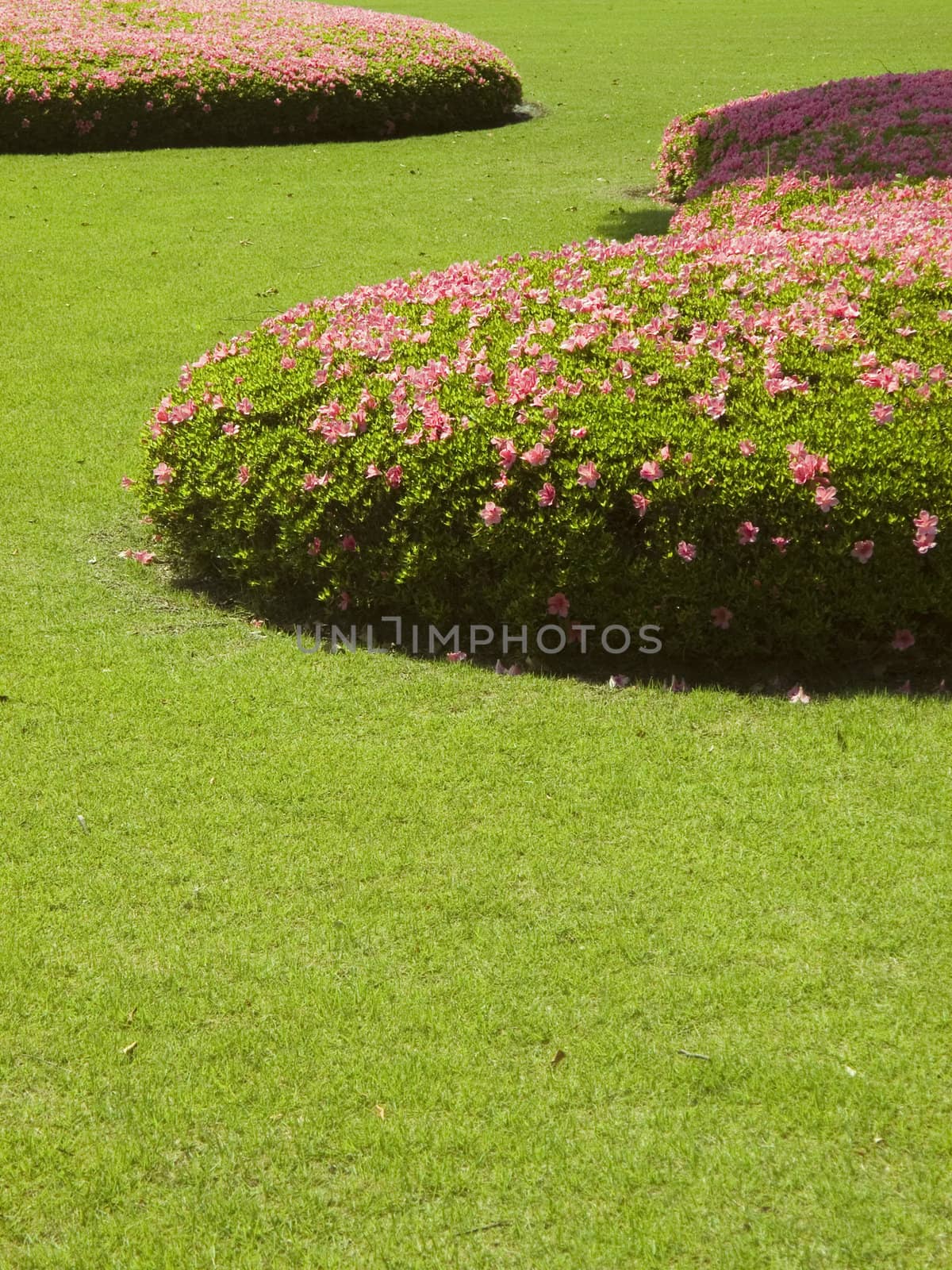 fresh green short-cut grass lawn with blossom azalea -rhododendron bushes