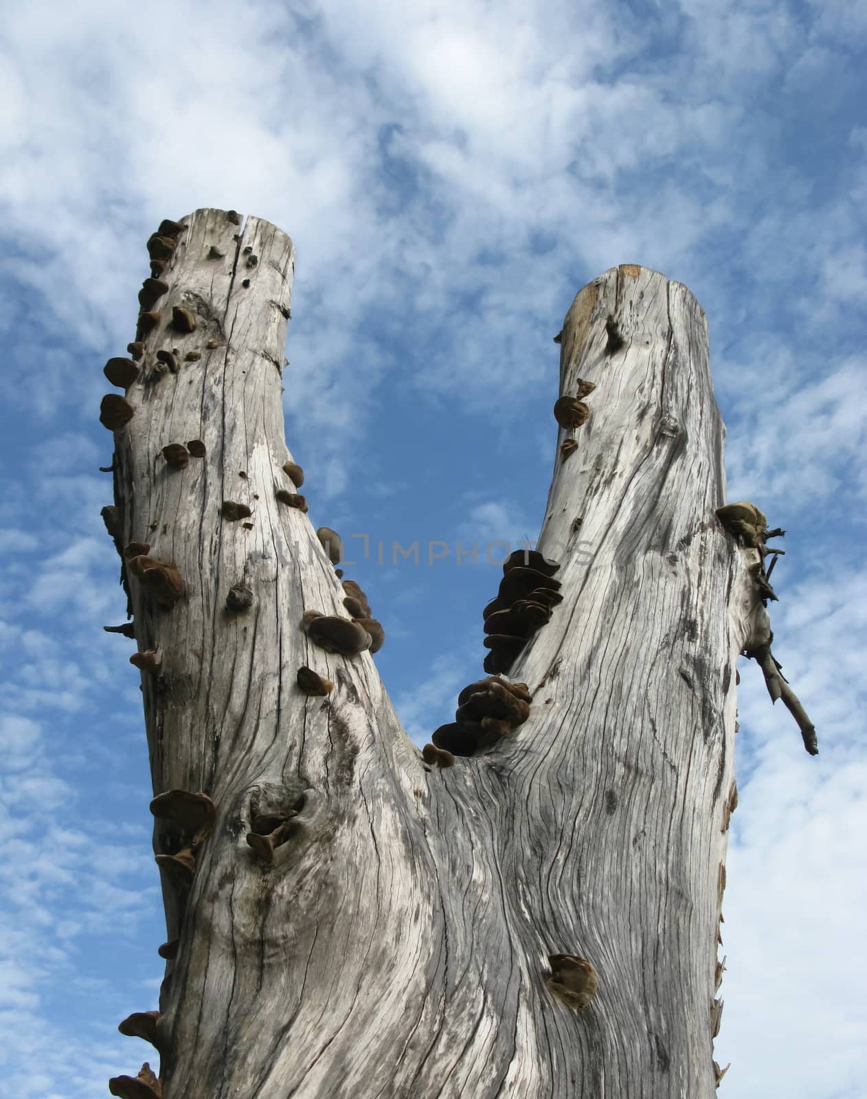 Dead tree with fungus on blue sky