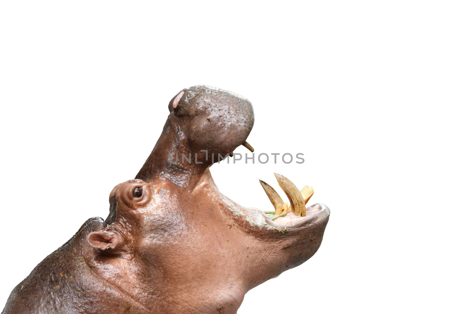 Close-up of hippopotamus with opened mouth isolated on white background.
