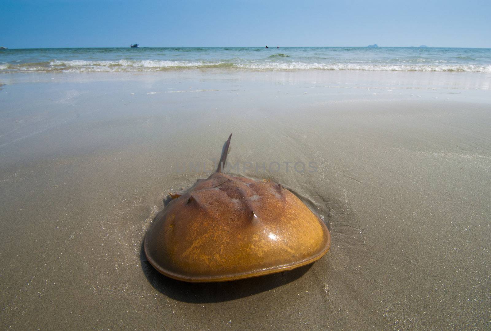 Horseshoe Crab on  sand beach,Thailand