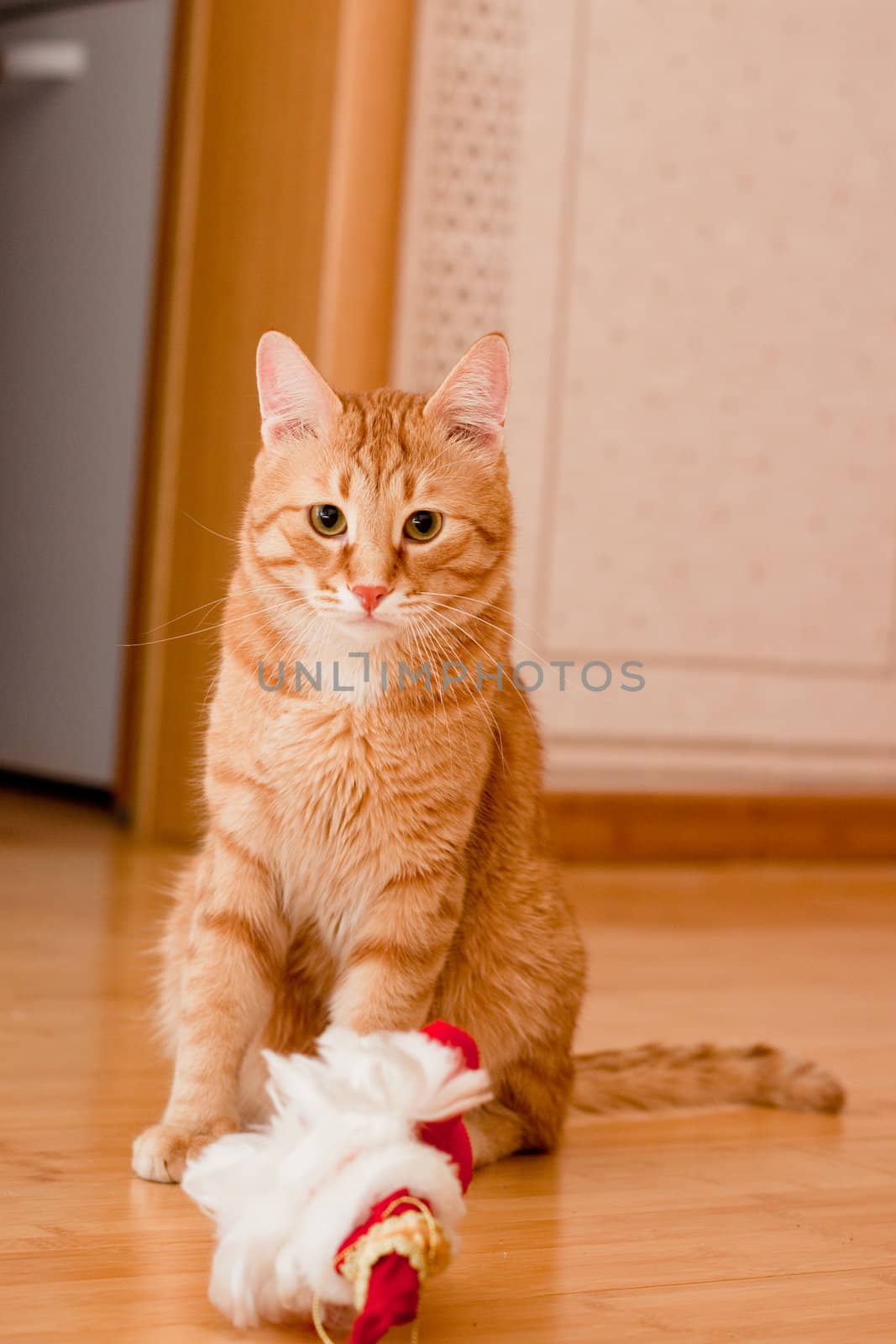 A young ginger tabby cat with a toy on the wooden floor
