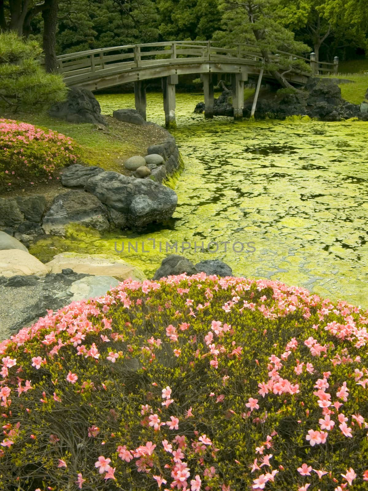 wooden bridge over pond and blossom azalea bushes in zen garden, Hama Rikyu garden, Tokyo
