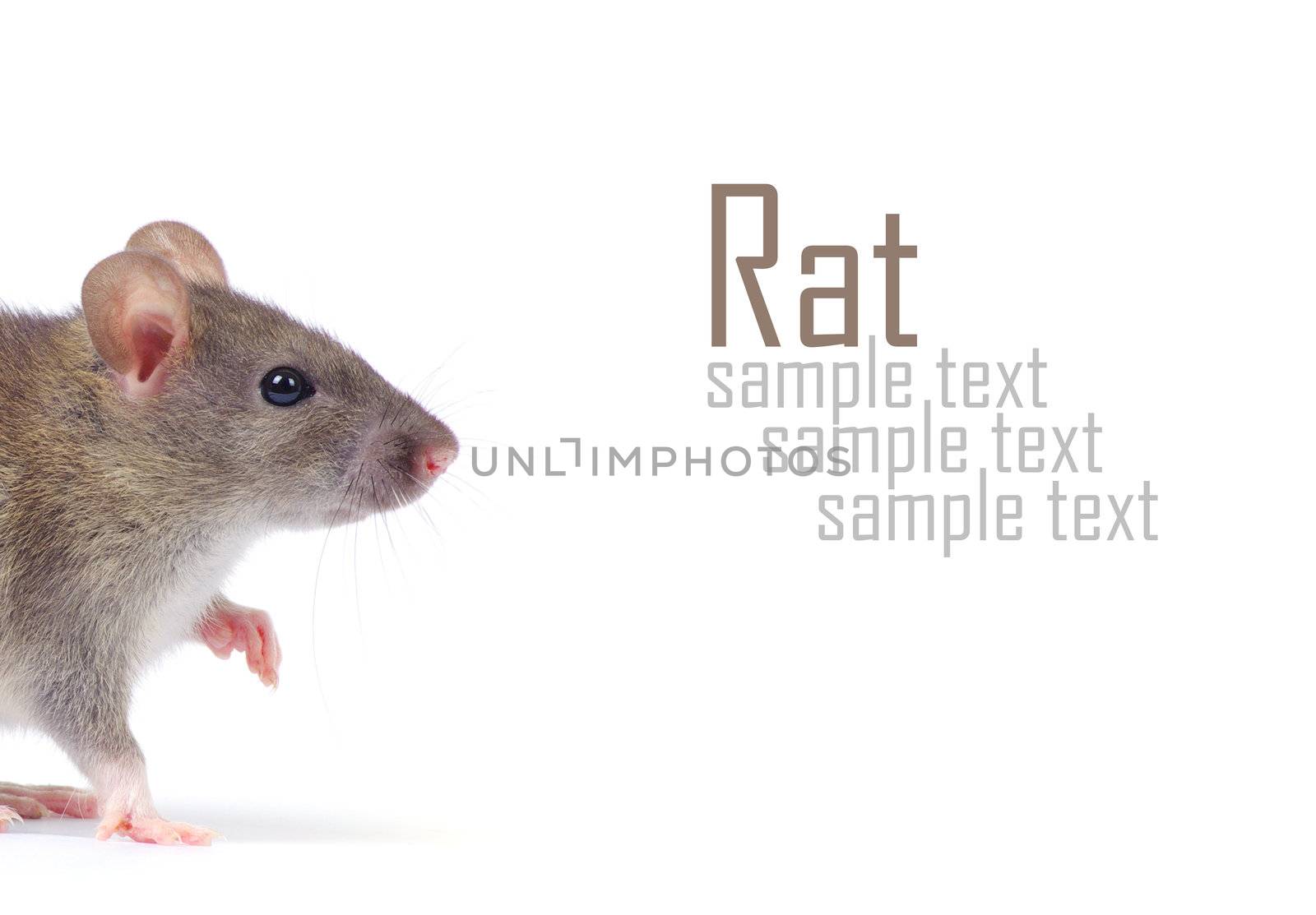 rat  by Pakhnyushchyy