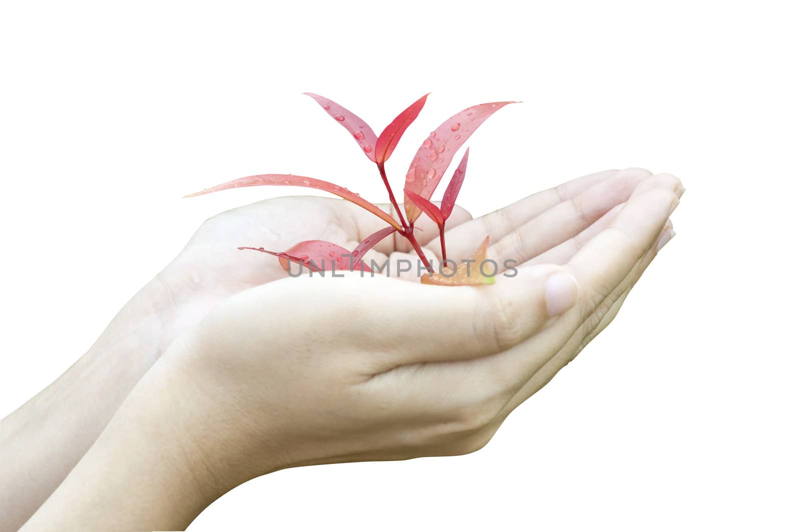 hands and plant isolated on white