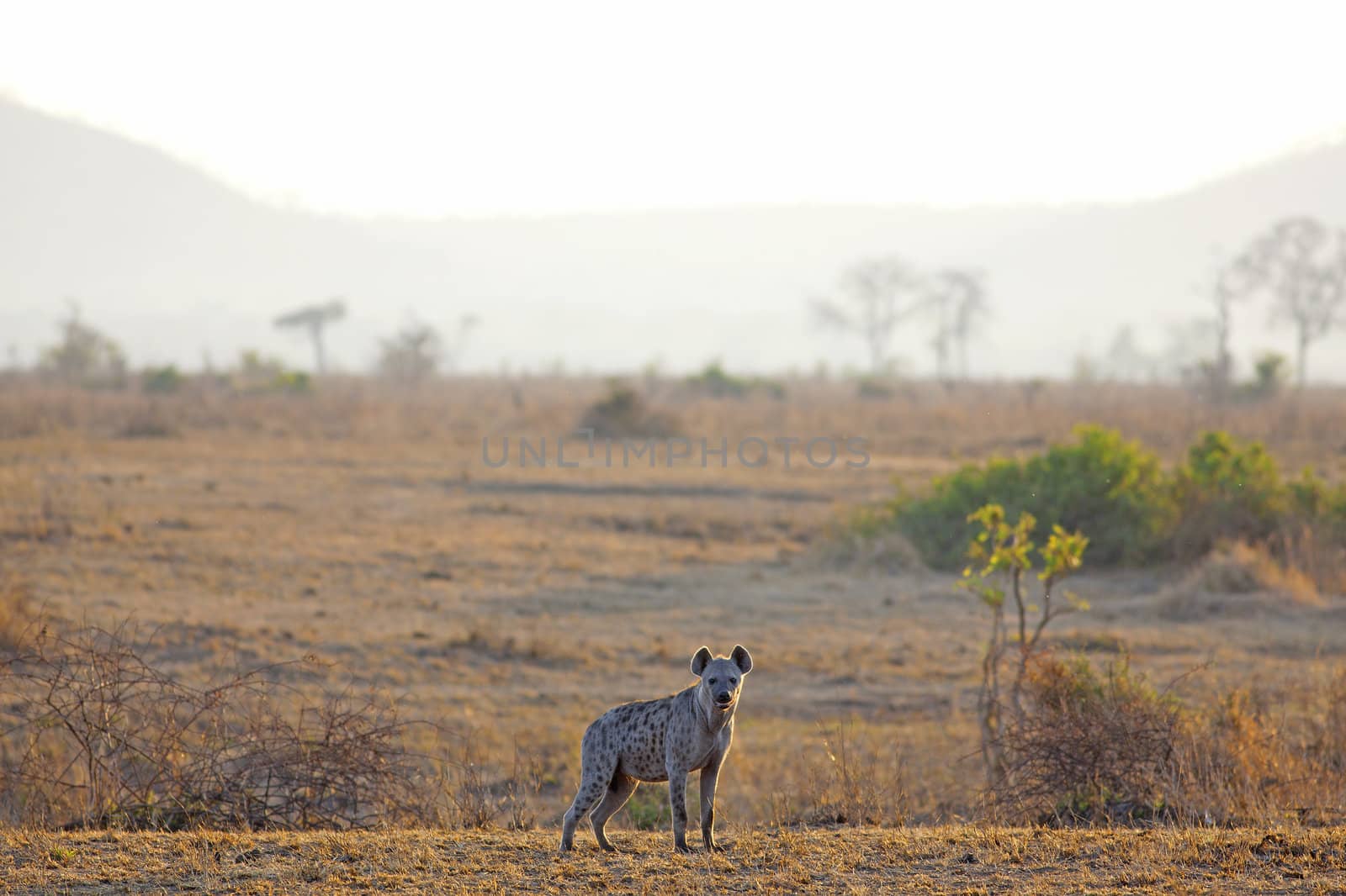 Spotted Hyena in the savannah in sunrise