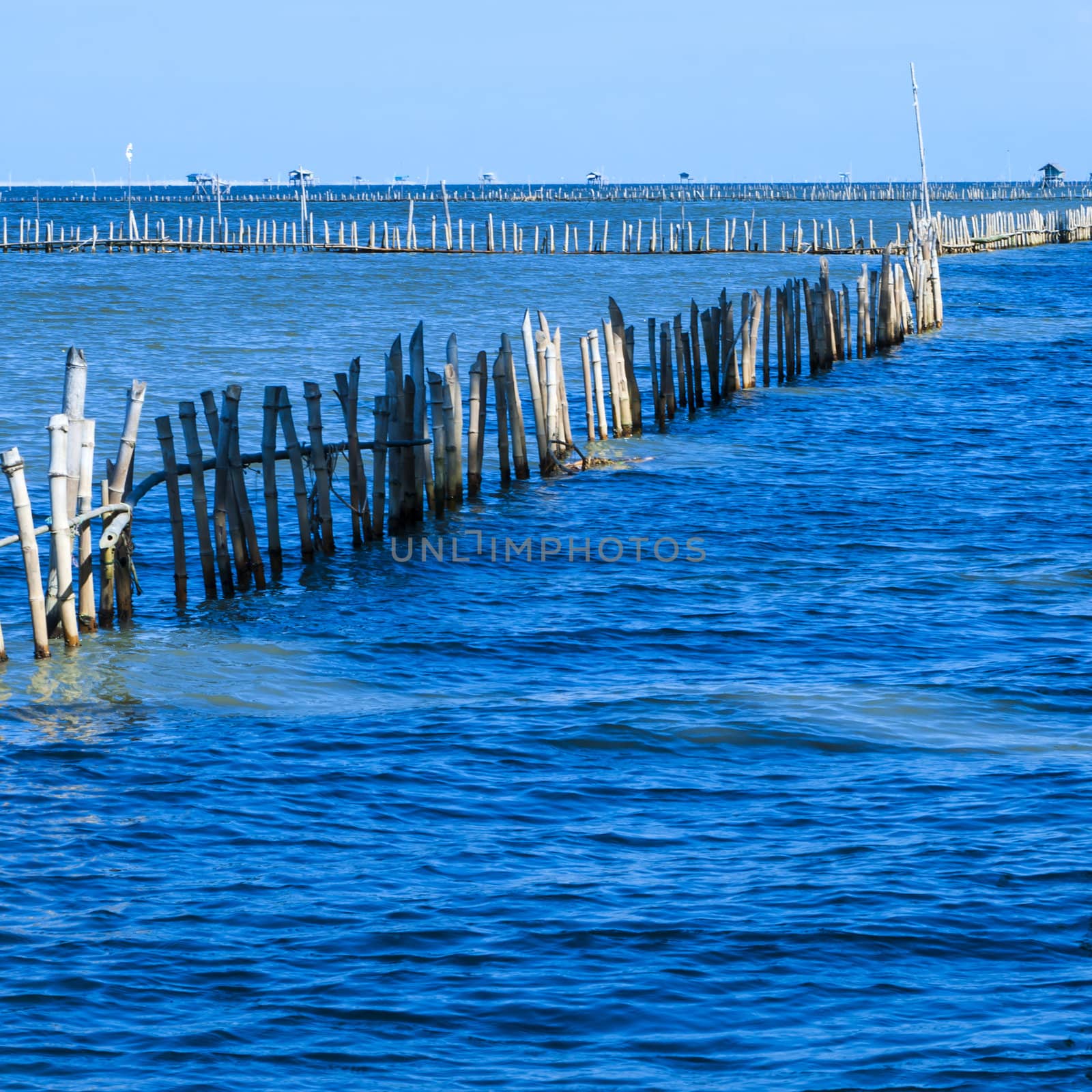 Bamboo border in the sea, scallop farm
