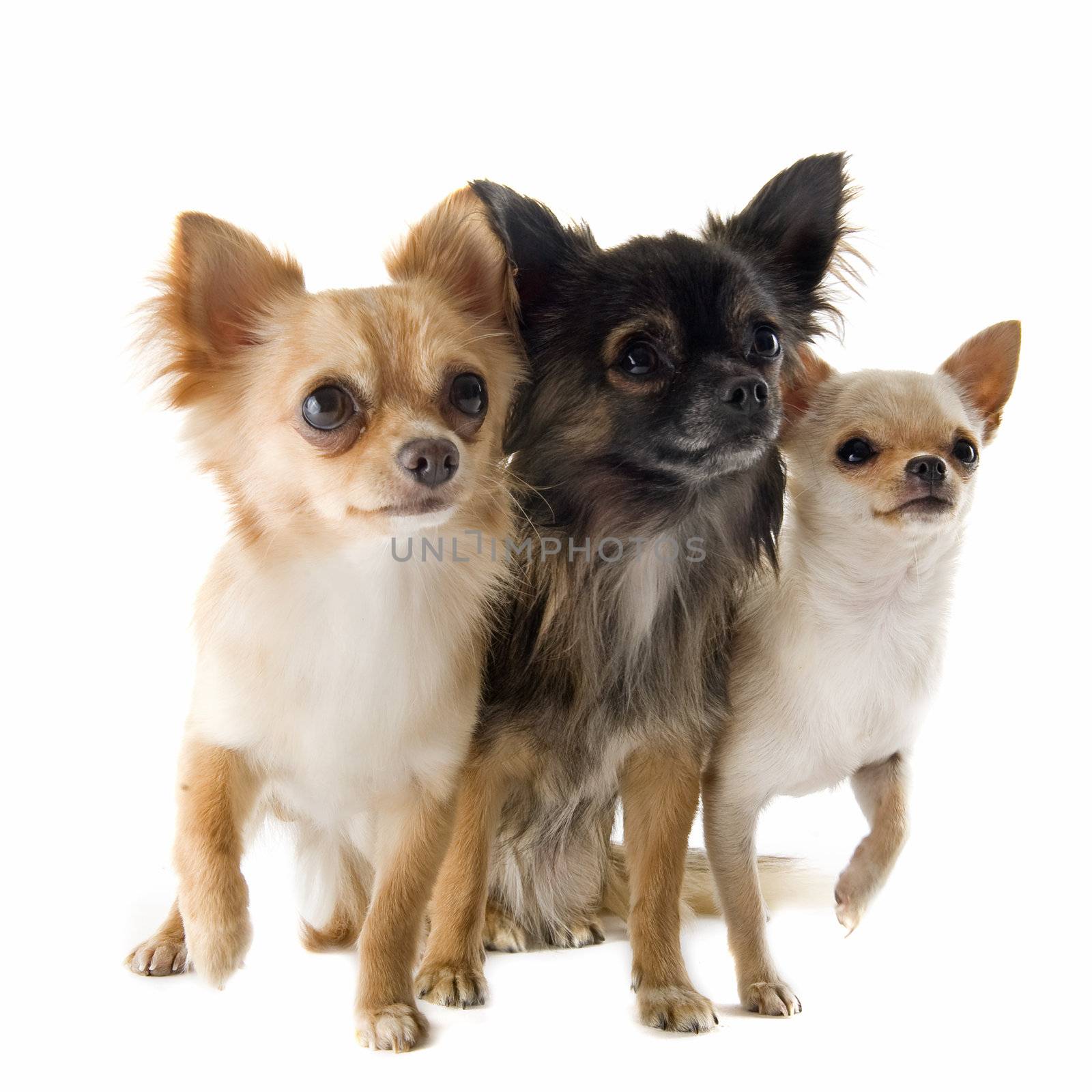 portrait of a cute purebred  chihuahuas in front of white background