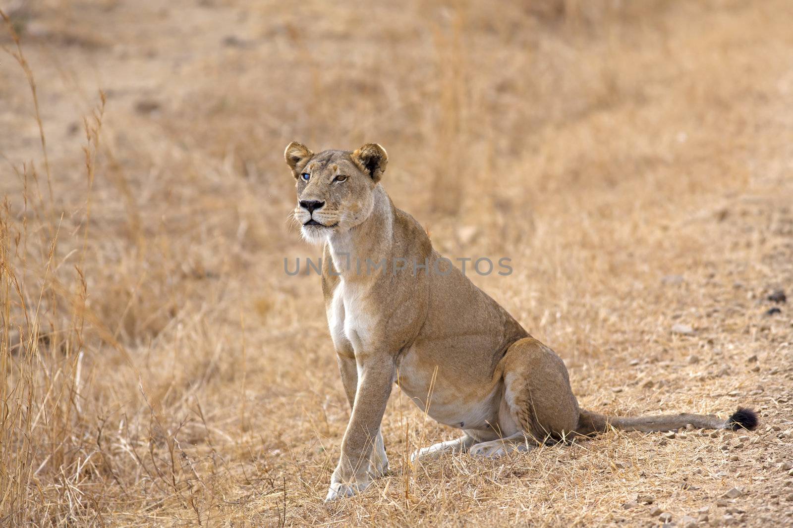 Wild lion in the African Savannah, Tanzania