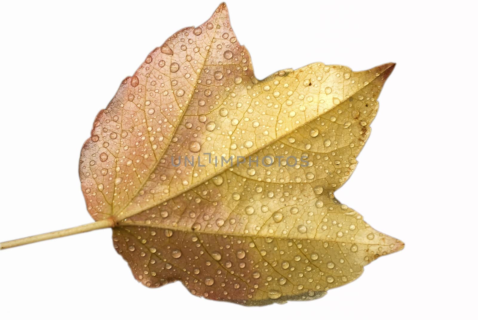 Wet autumn leaf closeup isolated on white background