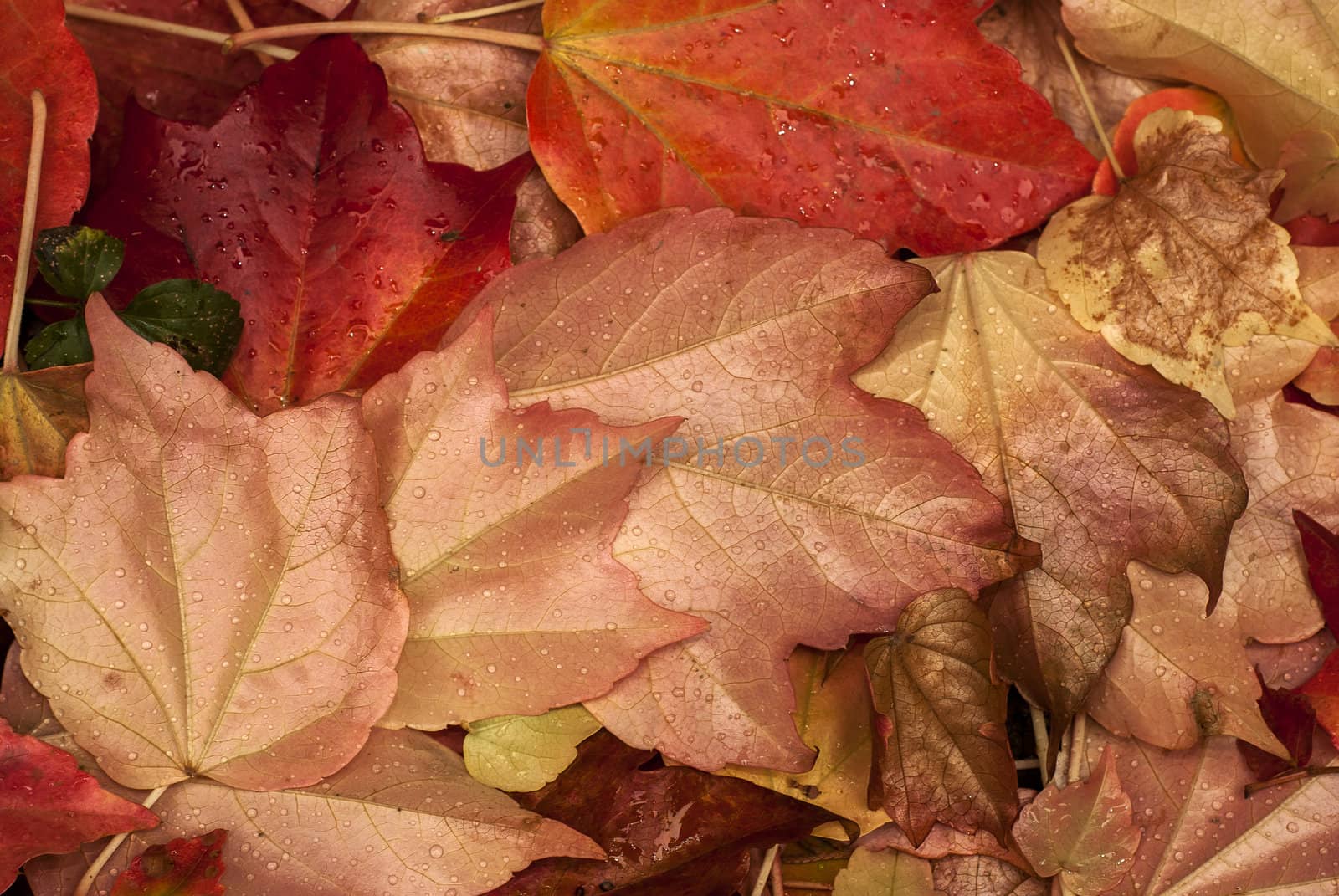 Fallen autumn colored wet leaves closeup as background