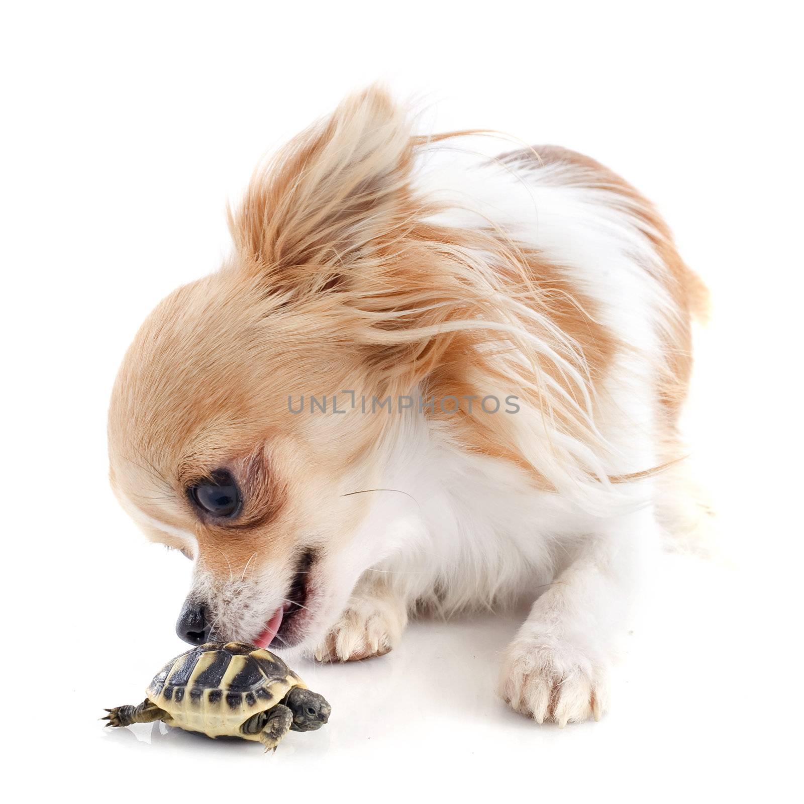 young tortoise and chihuahua isolated on a white  background